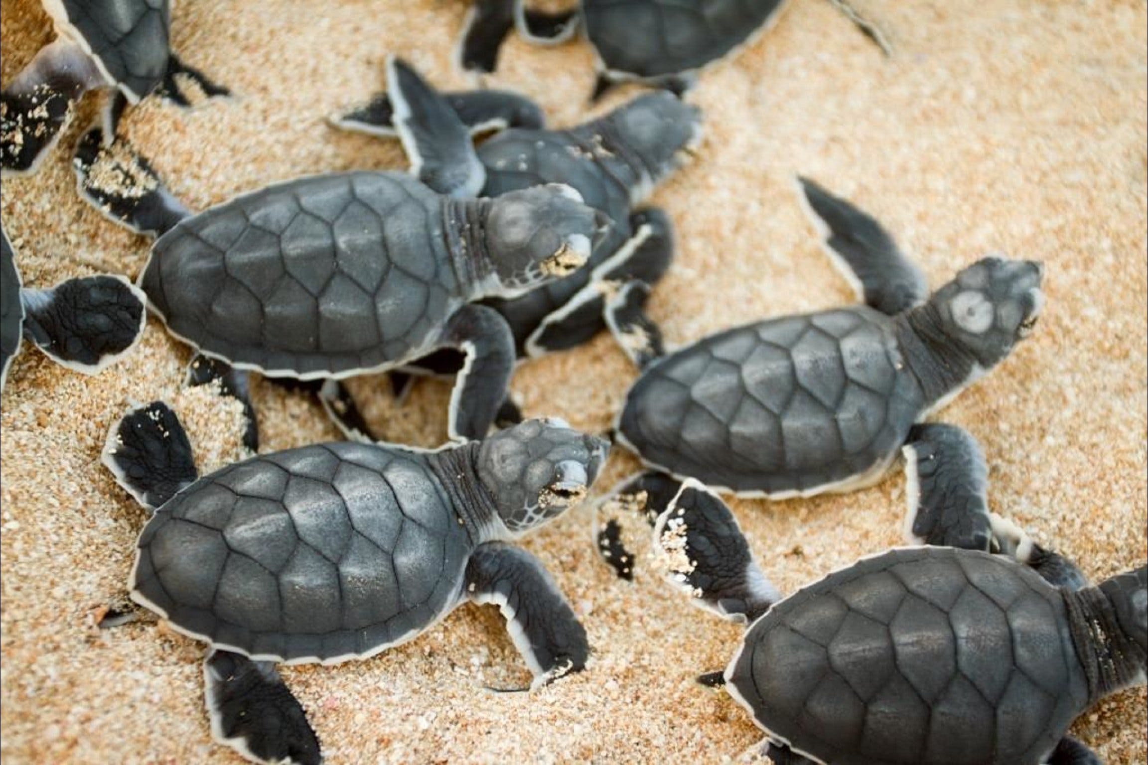 Turtle Nesting Season - Kalgoorlie Accommodation