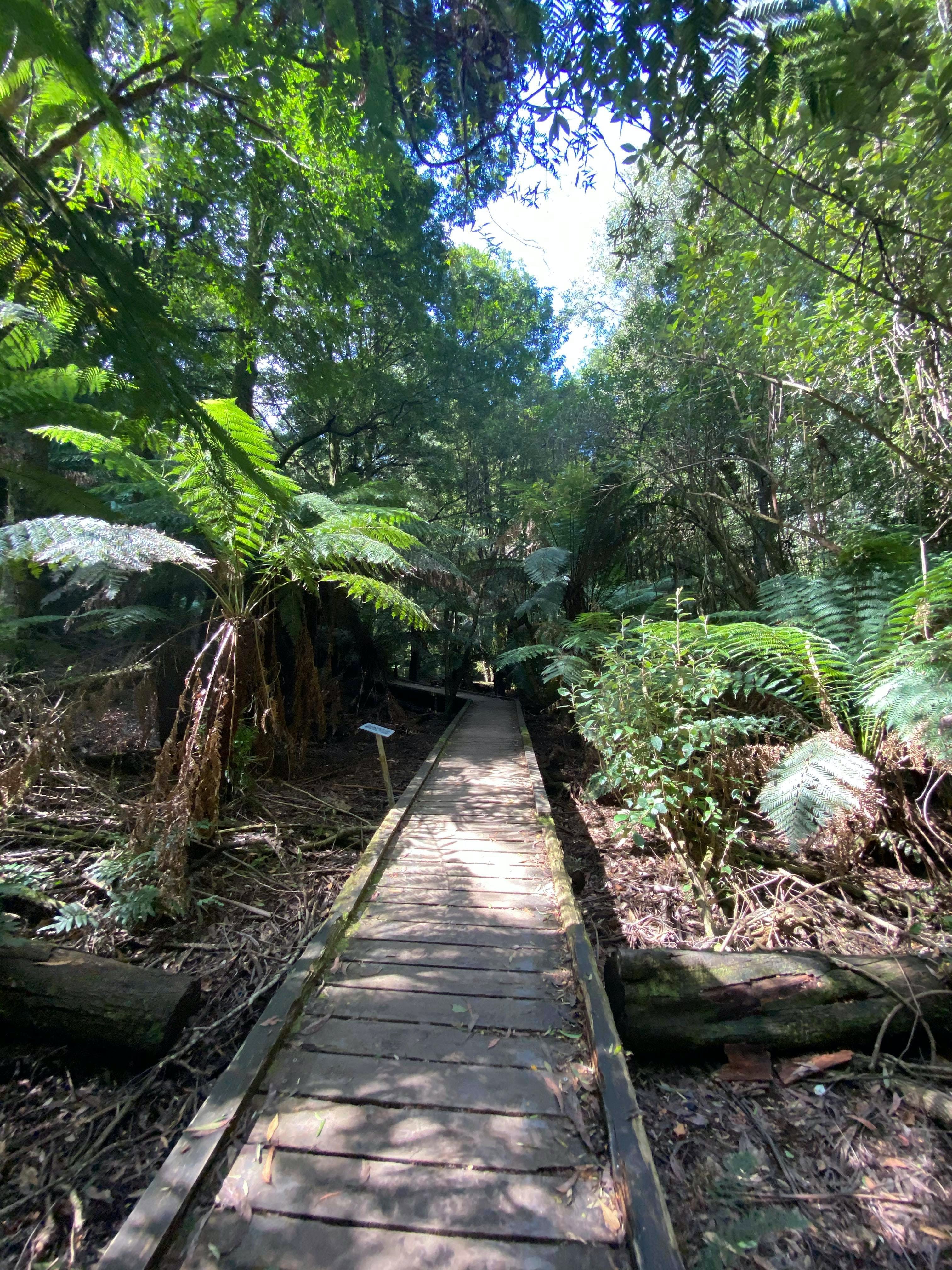 Wirrawilla Rainforest Walk - Find Attractions