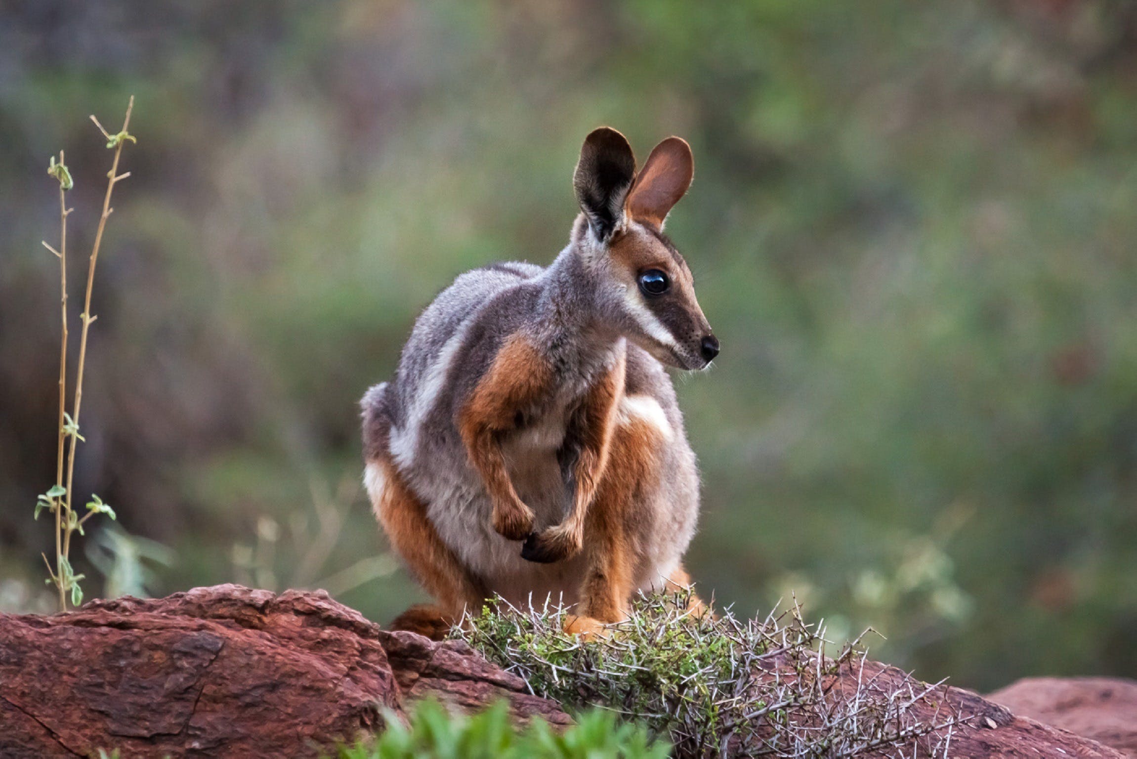 Arkaroola Wilderness Sanctuary - Tourism Adelaide