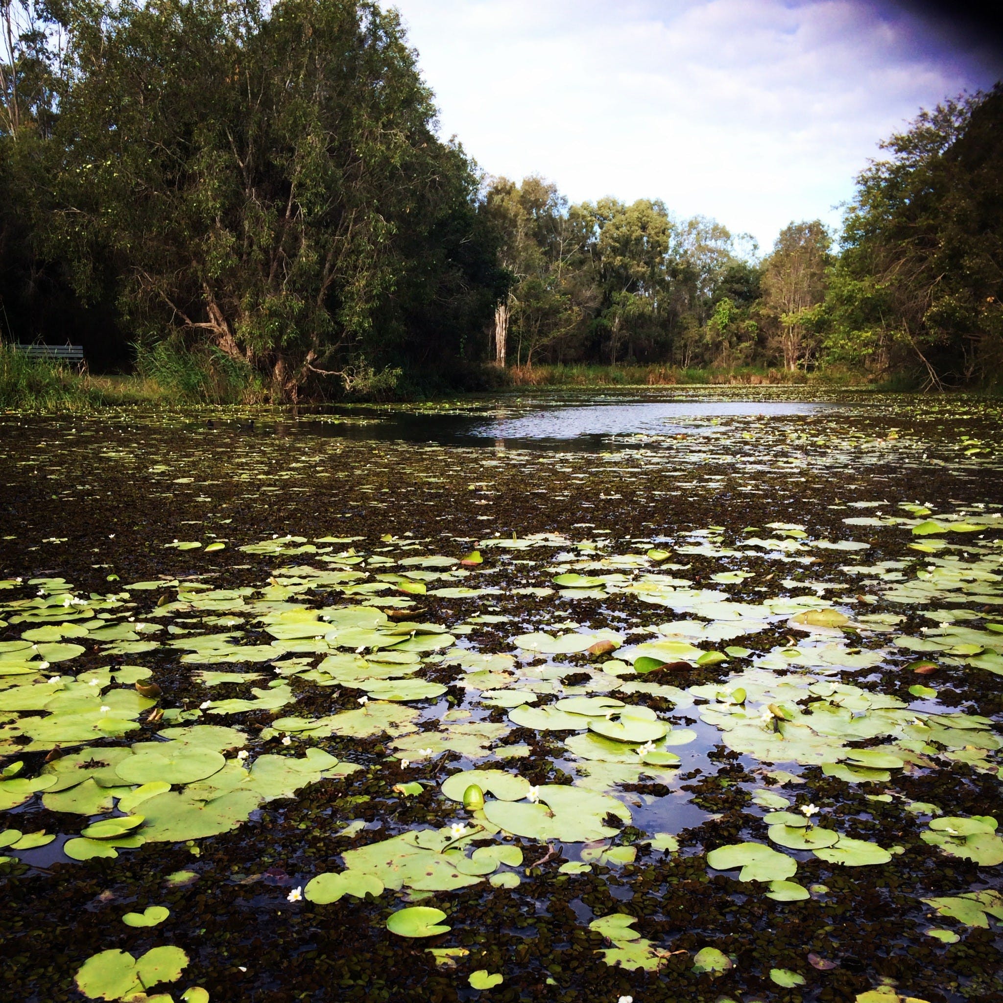 Baldwin Swamp Environmental Park - thumb 1
