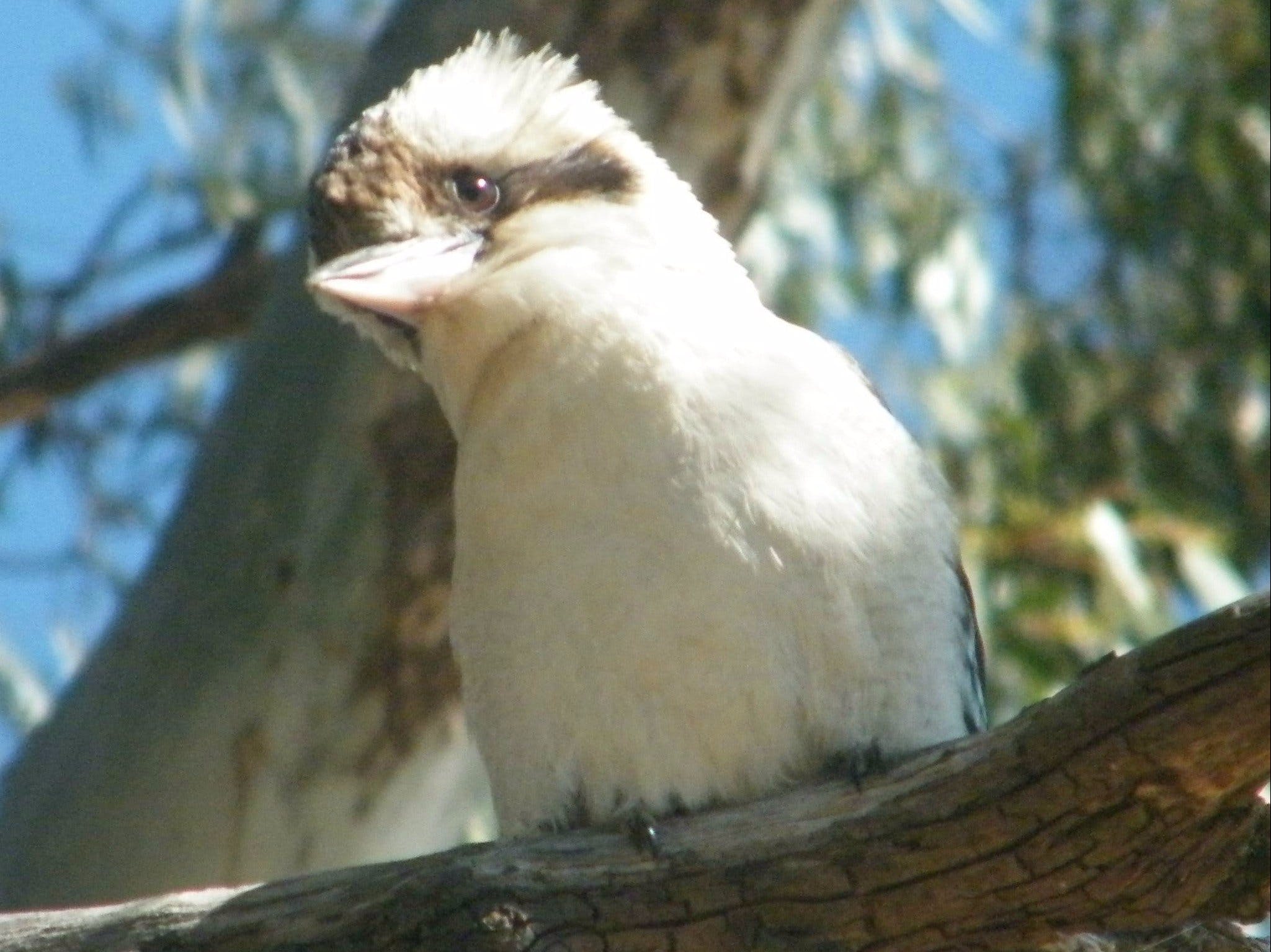 Bird Watching In Narrandera - thumb 1