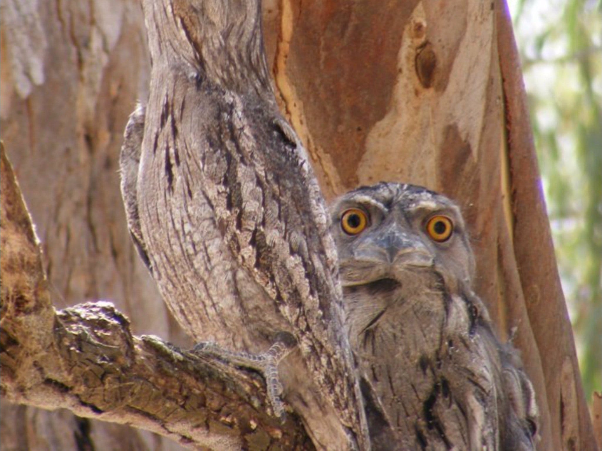 Bird Watching In Narrandera - thumb 2