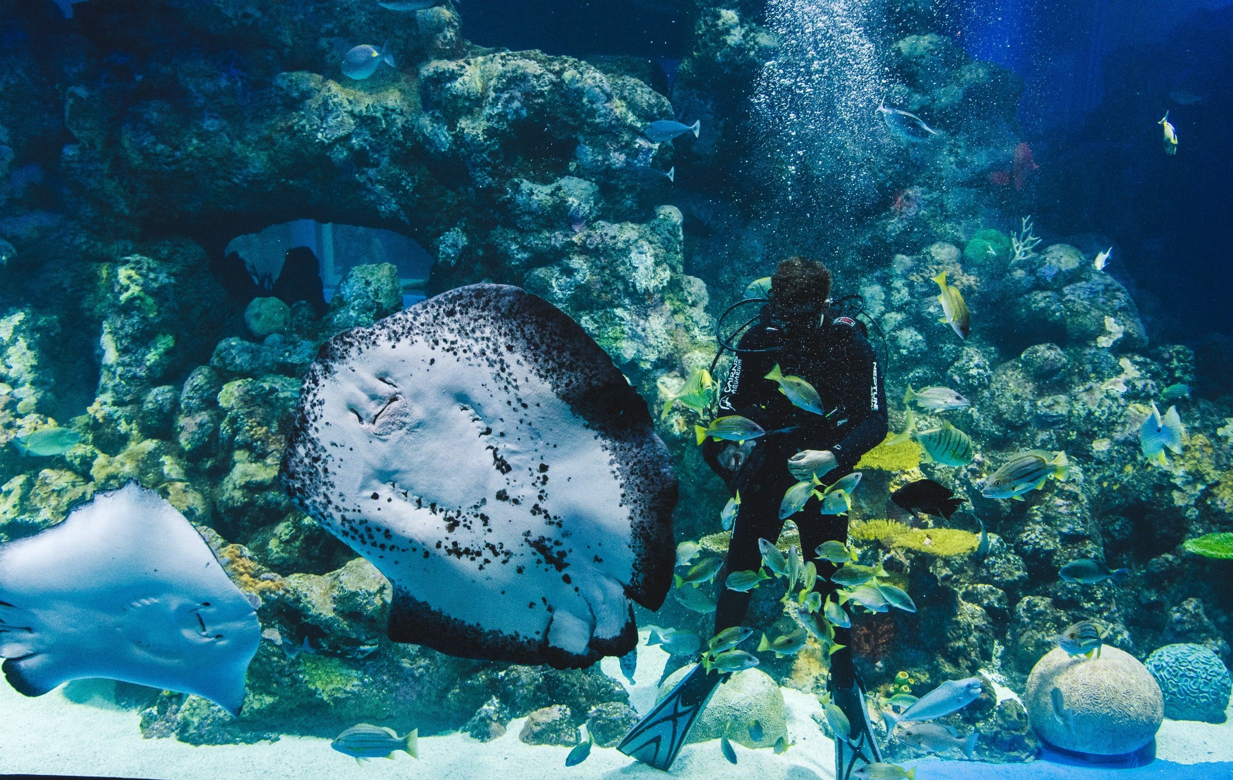 Cairns Aquarium - thumb 1