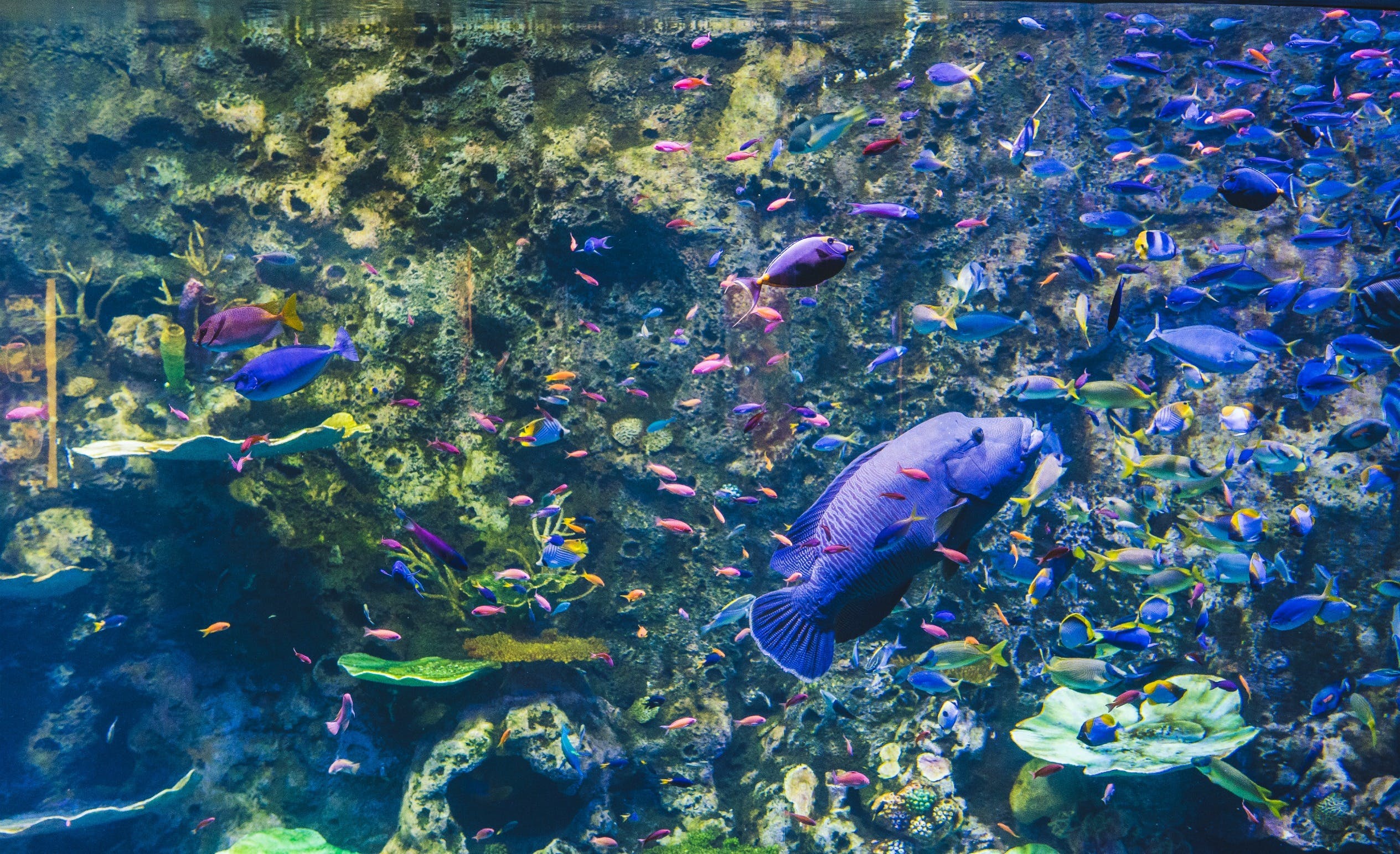 Cairns Aquarium - thumb 2