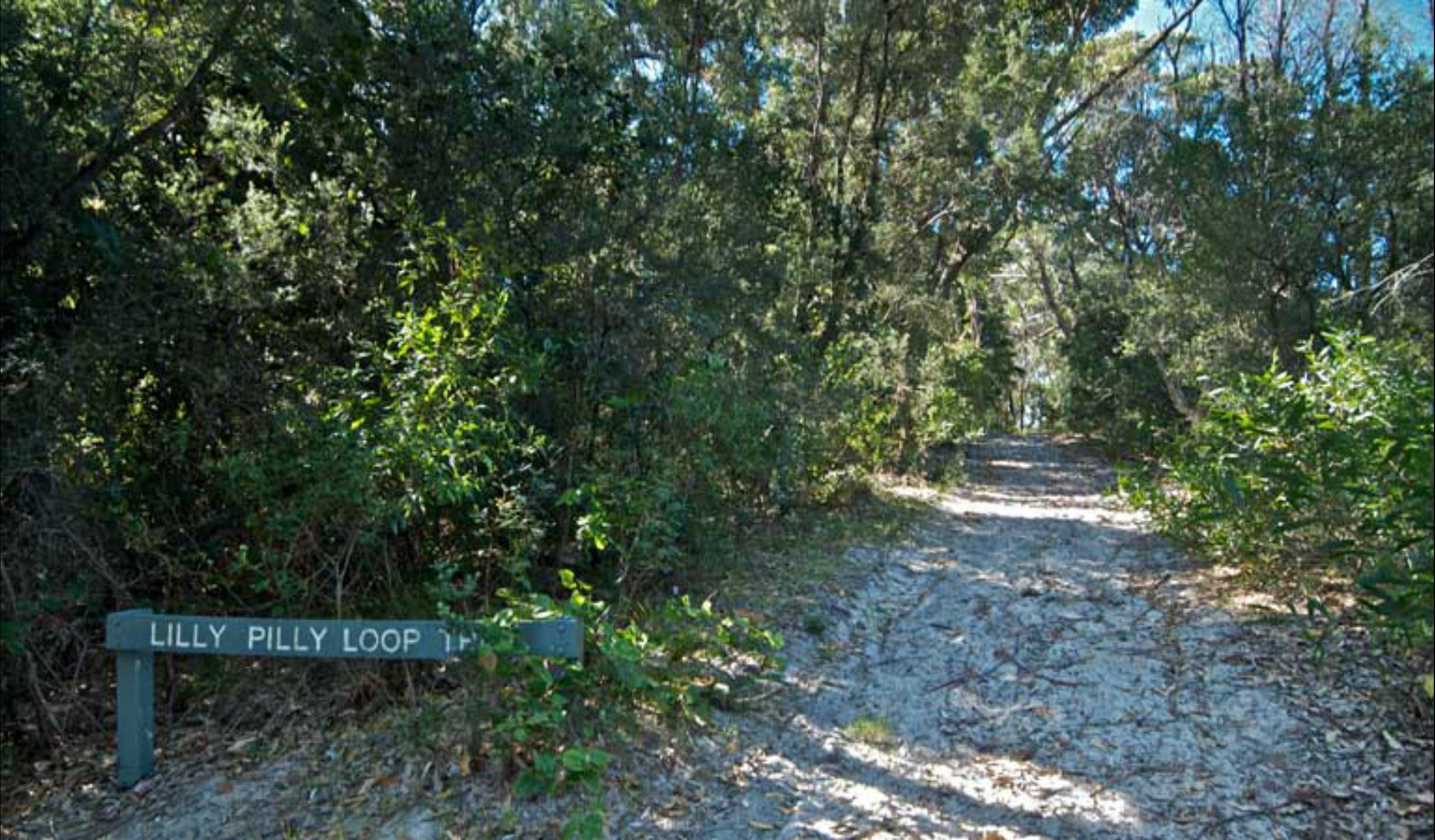 Lillypilly loop trail
