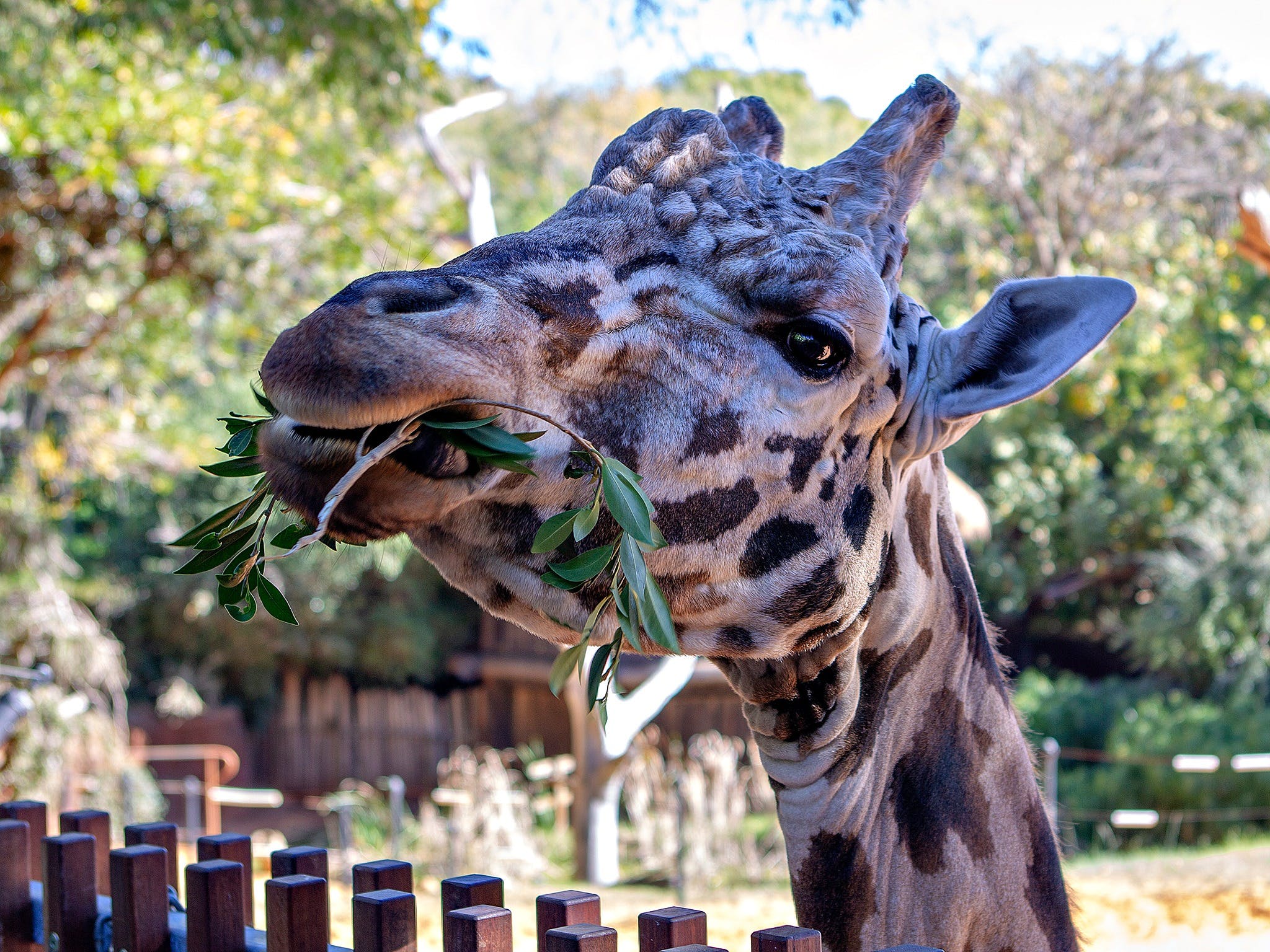 Perth Zoo - Accommodation Yamba