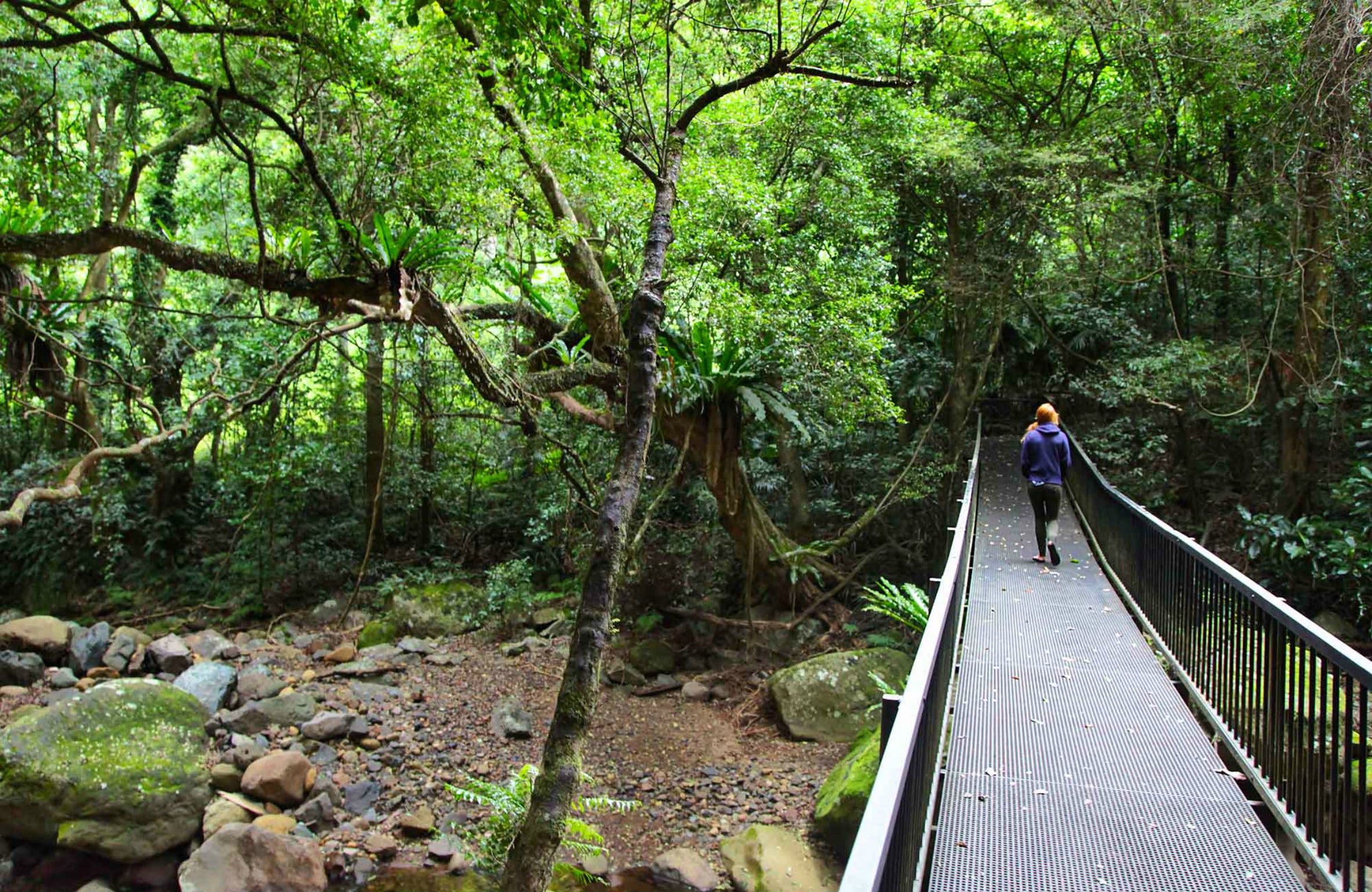 Rainforest Loop Walk Budderoo National Park - WA Accommodation