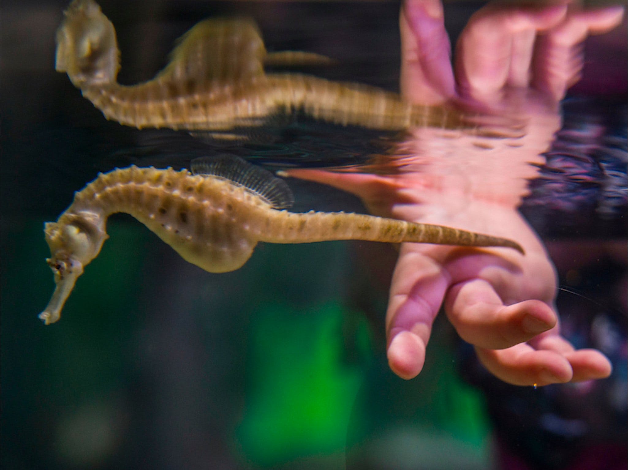 Seahorse World - Attractions Melbourne