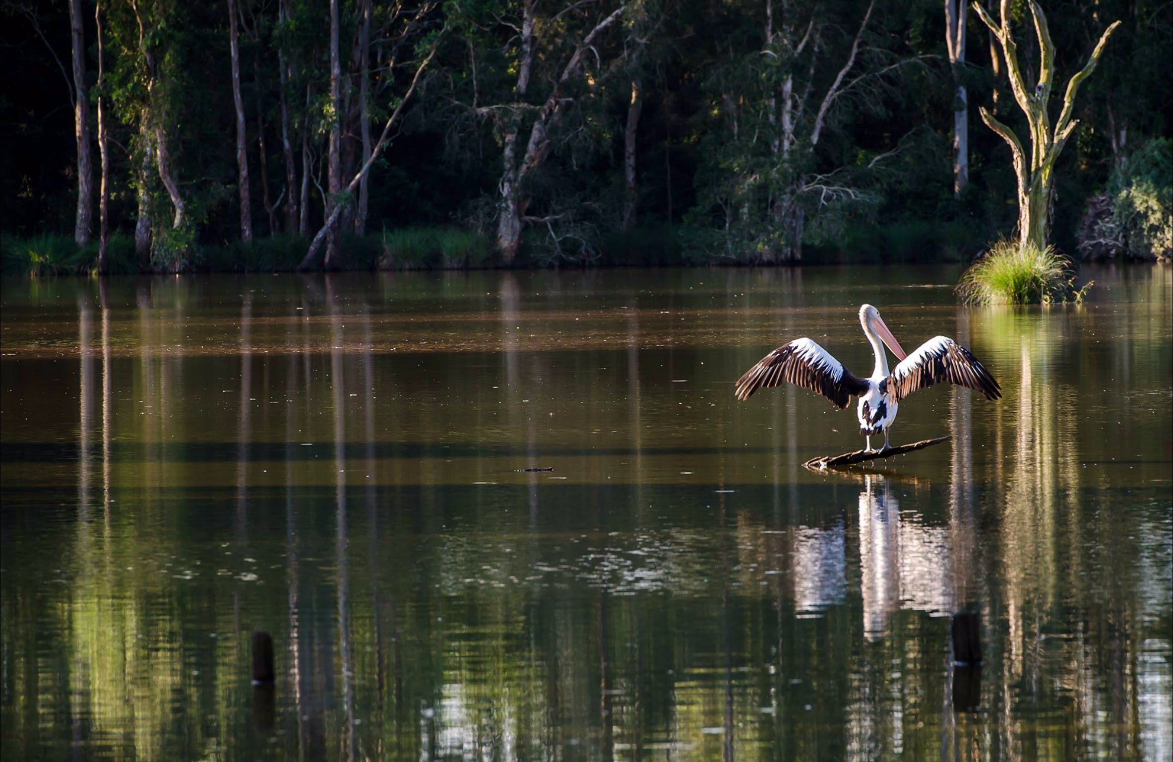 Seaham Swamp Nature Reserve - Tourism Canberra