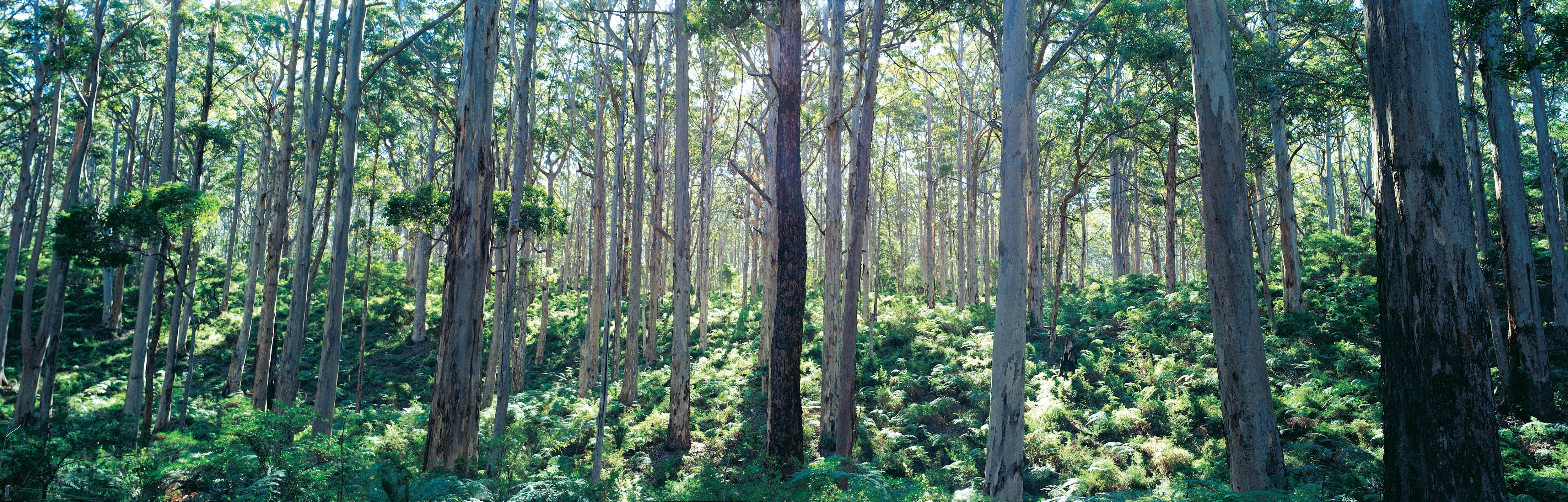Southern Forests - WA Accommodation