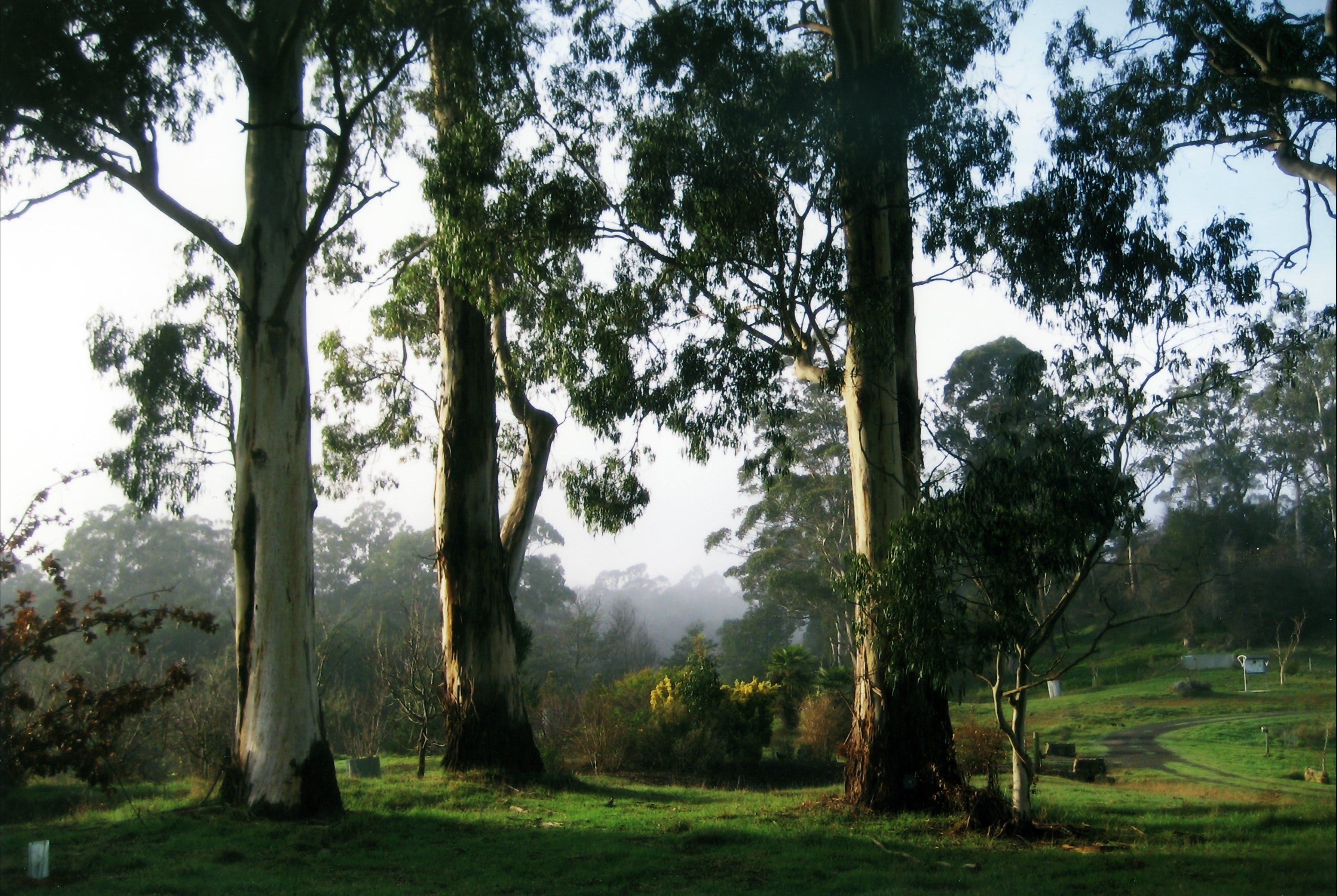 Tasmanian Arboretum Inc. - The - thumb 1