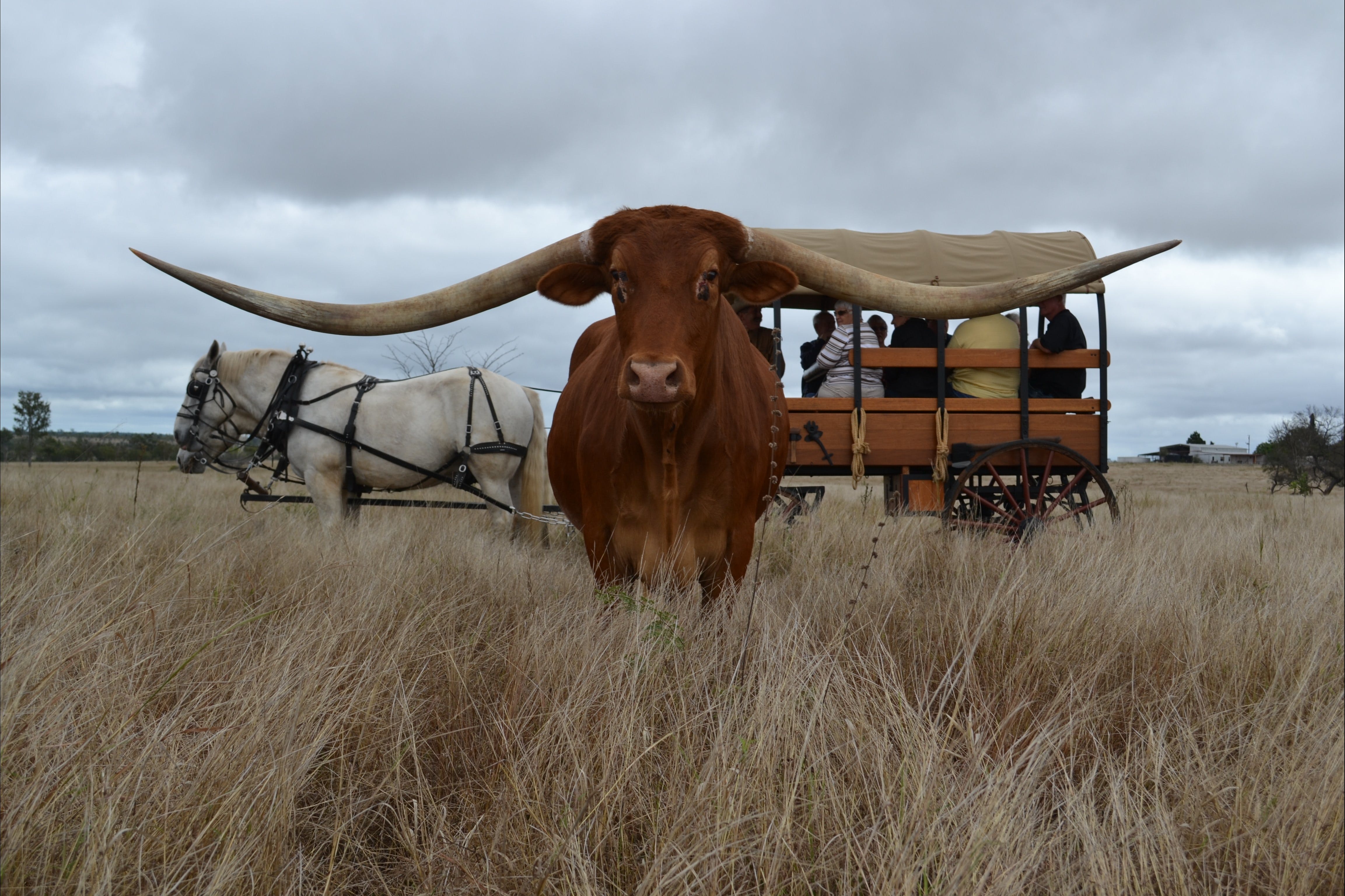 Texas Longhorn Tours - Accommodation Nelson Bay