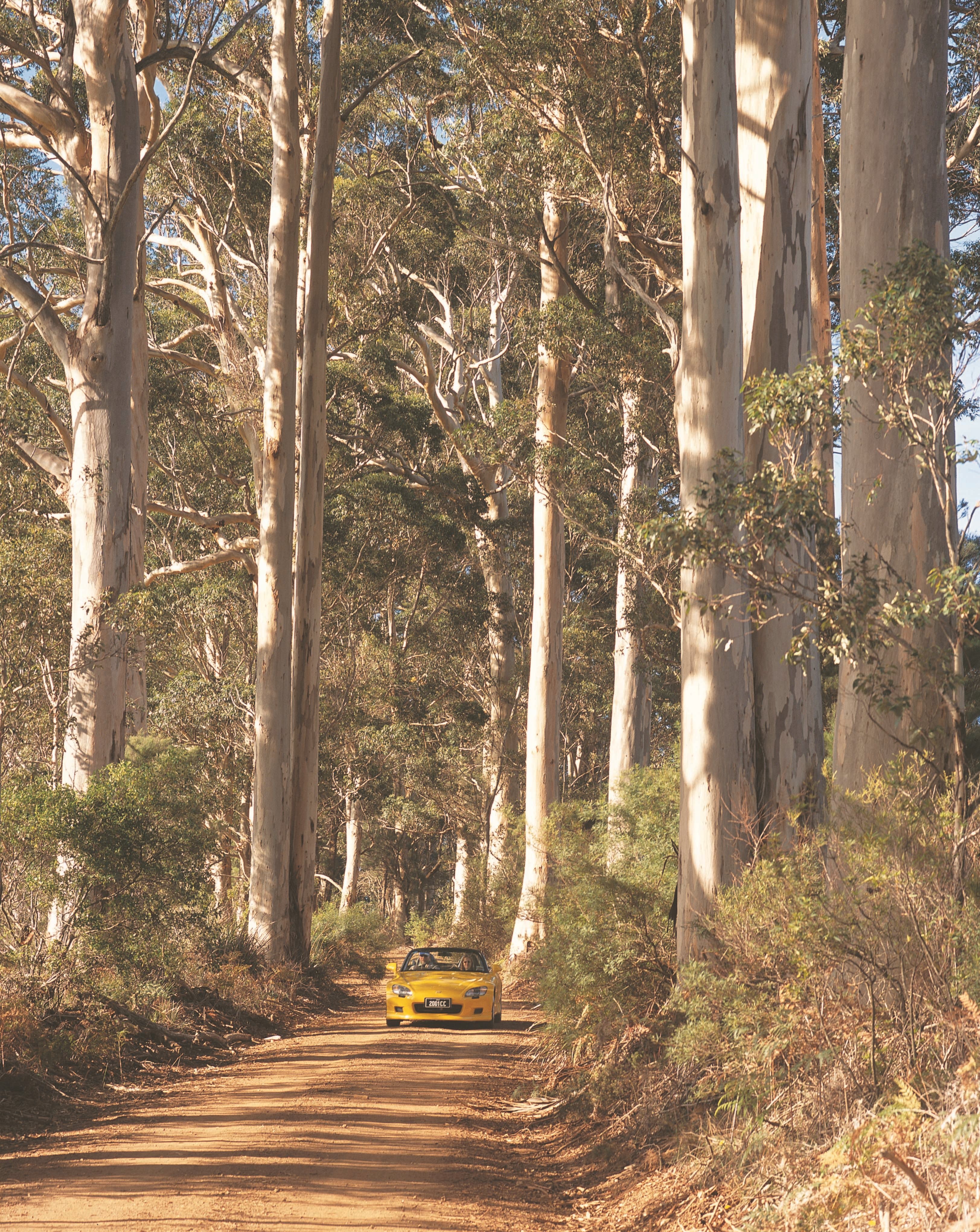 The Great Forest Trees Drive - Accommodation Nelson Bay