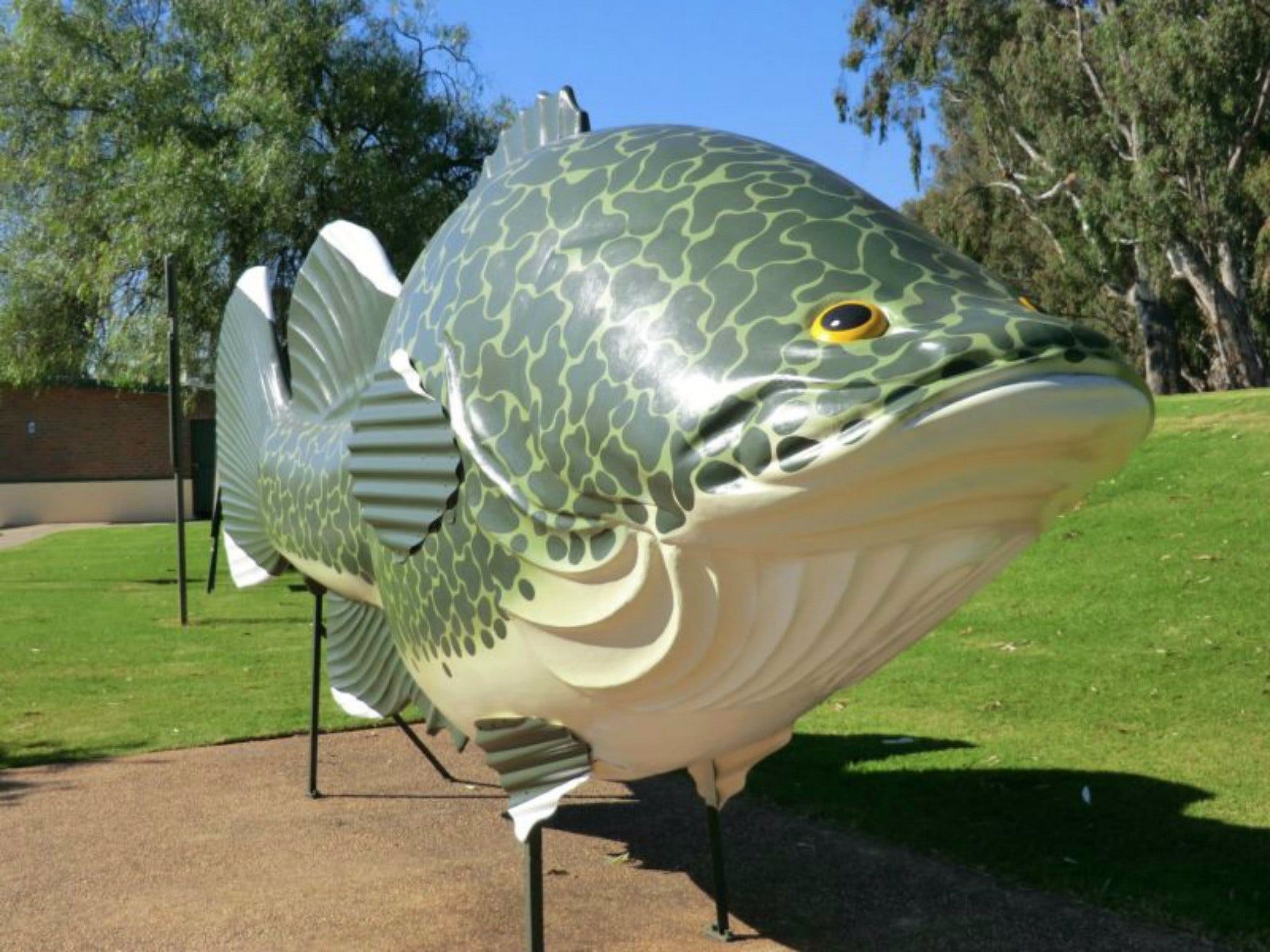 Big Murray Cod - Accommodation Redcliffe