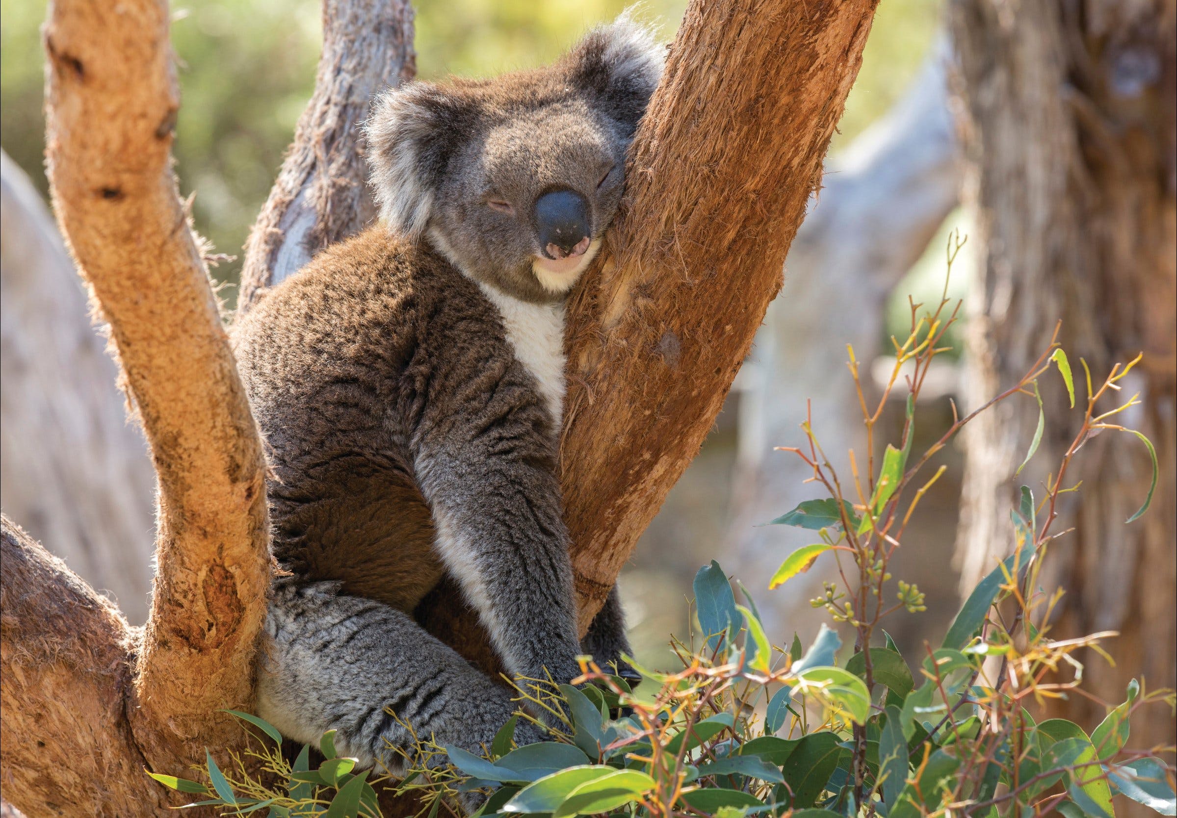 Cleland Wildlife Park - New South Wales Tourism 