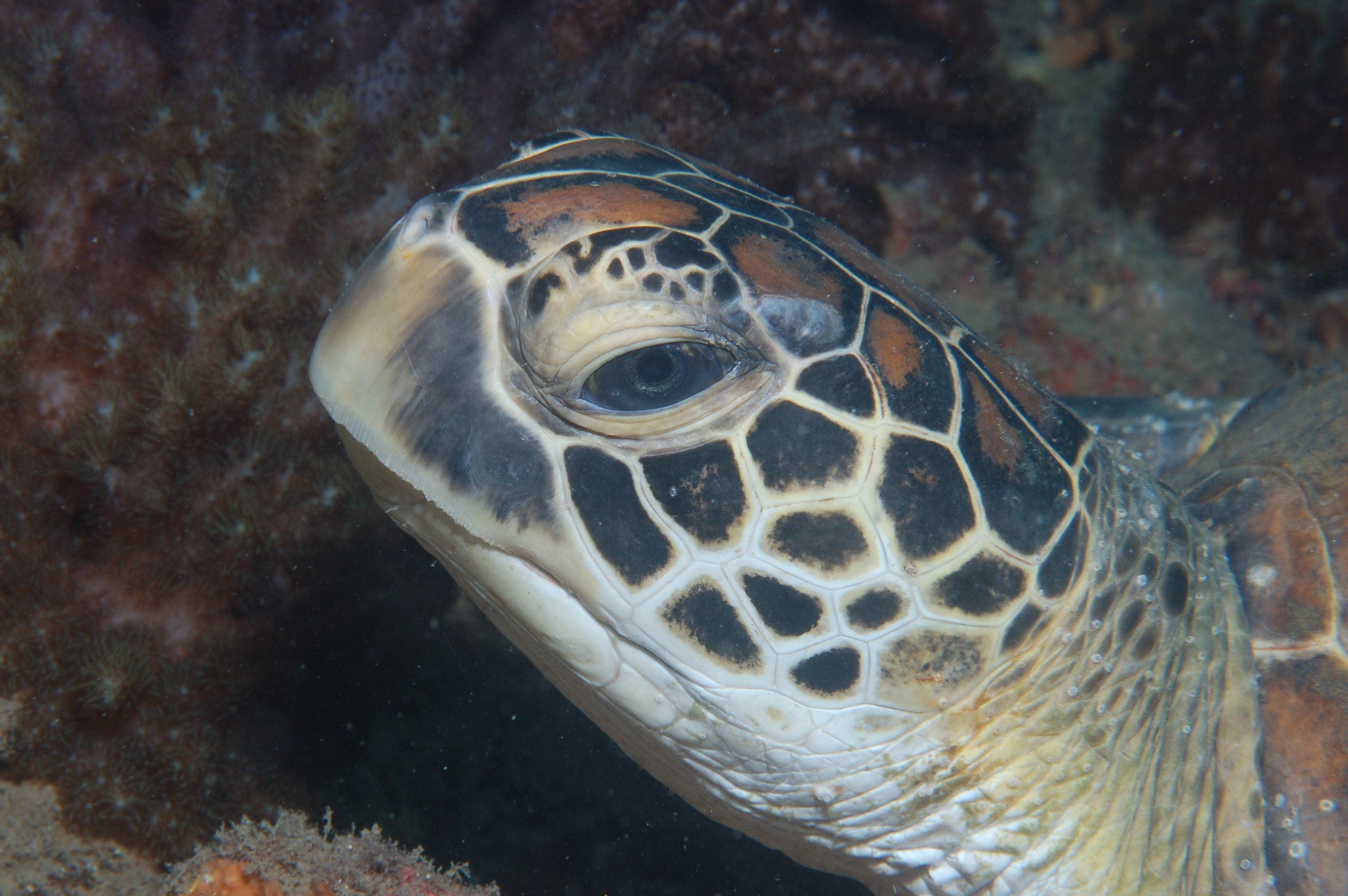 Cochrane Artificial Reef Dive Site - thumb 2