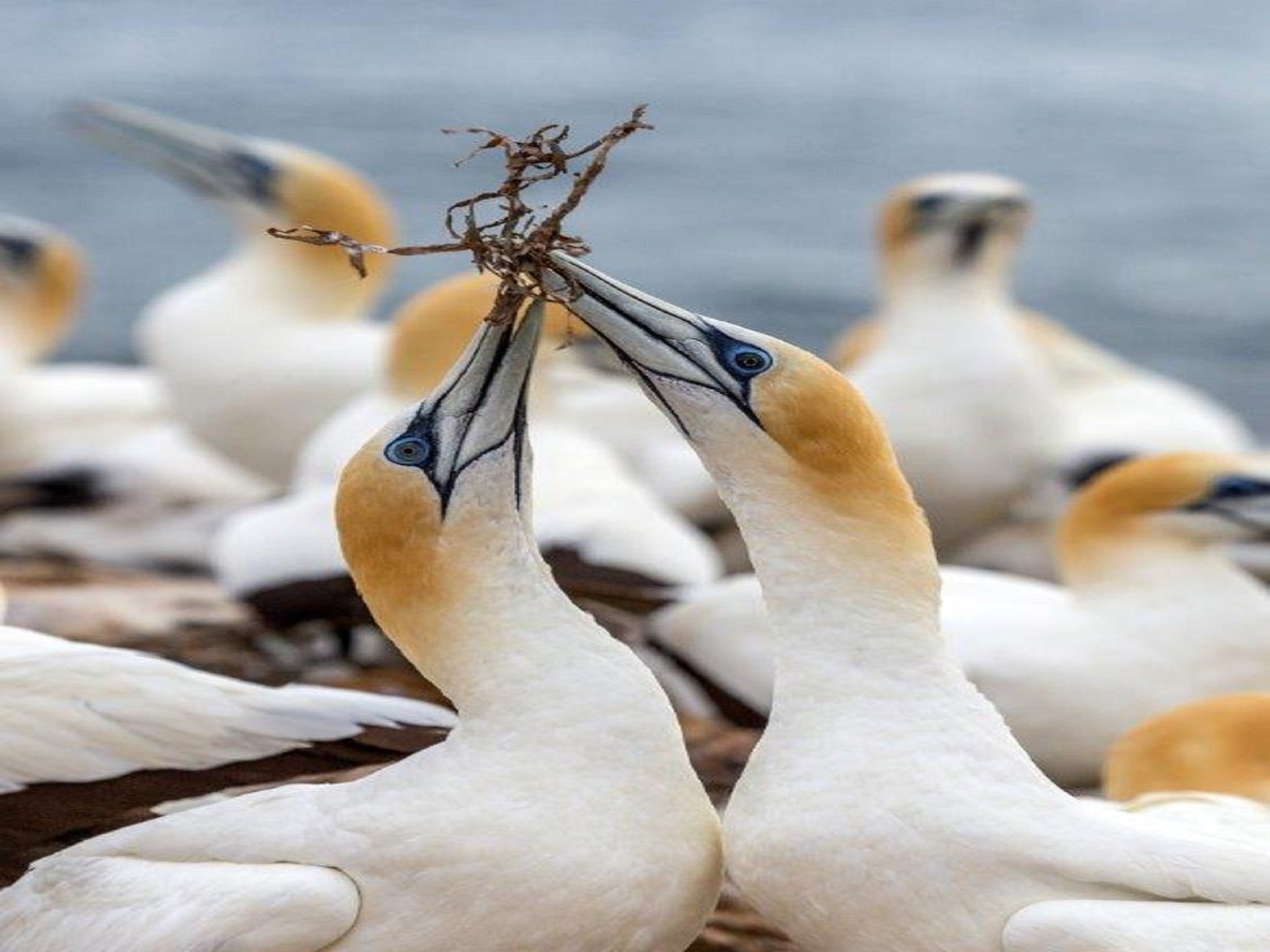 Gannets in Portland - Attractions