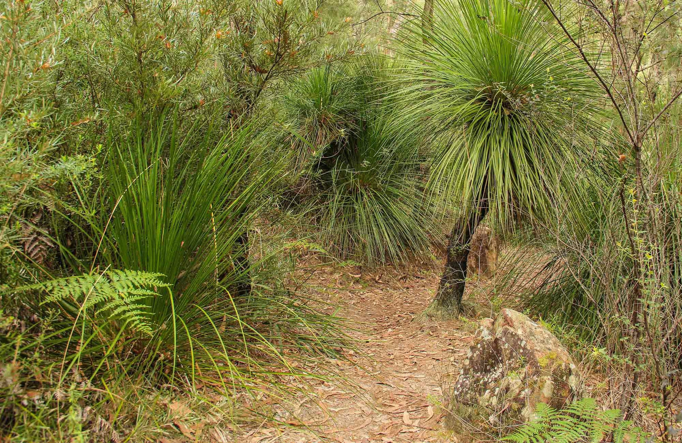 Grass Tree Circuit - Accommodation Mount Tamborine