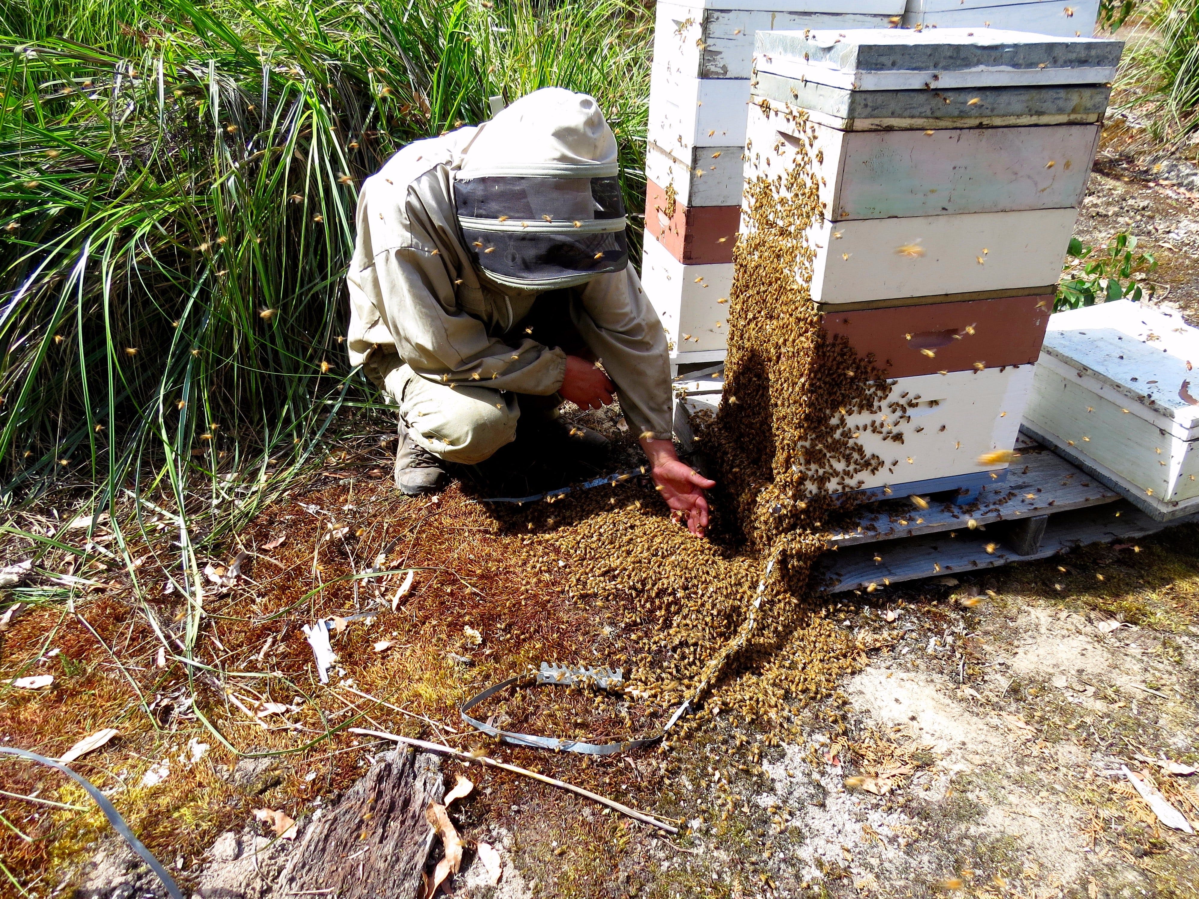 Honey Tasmania - The Beehive - thumb 0