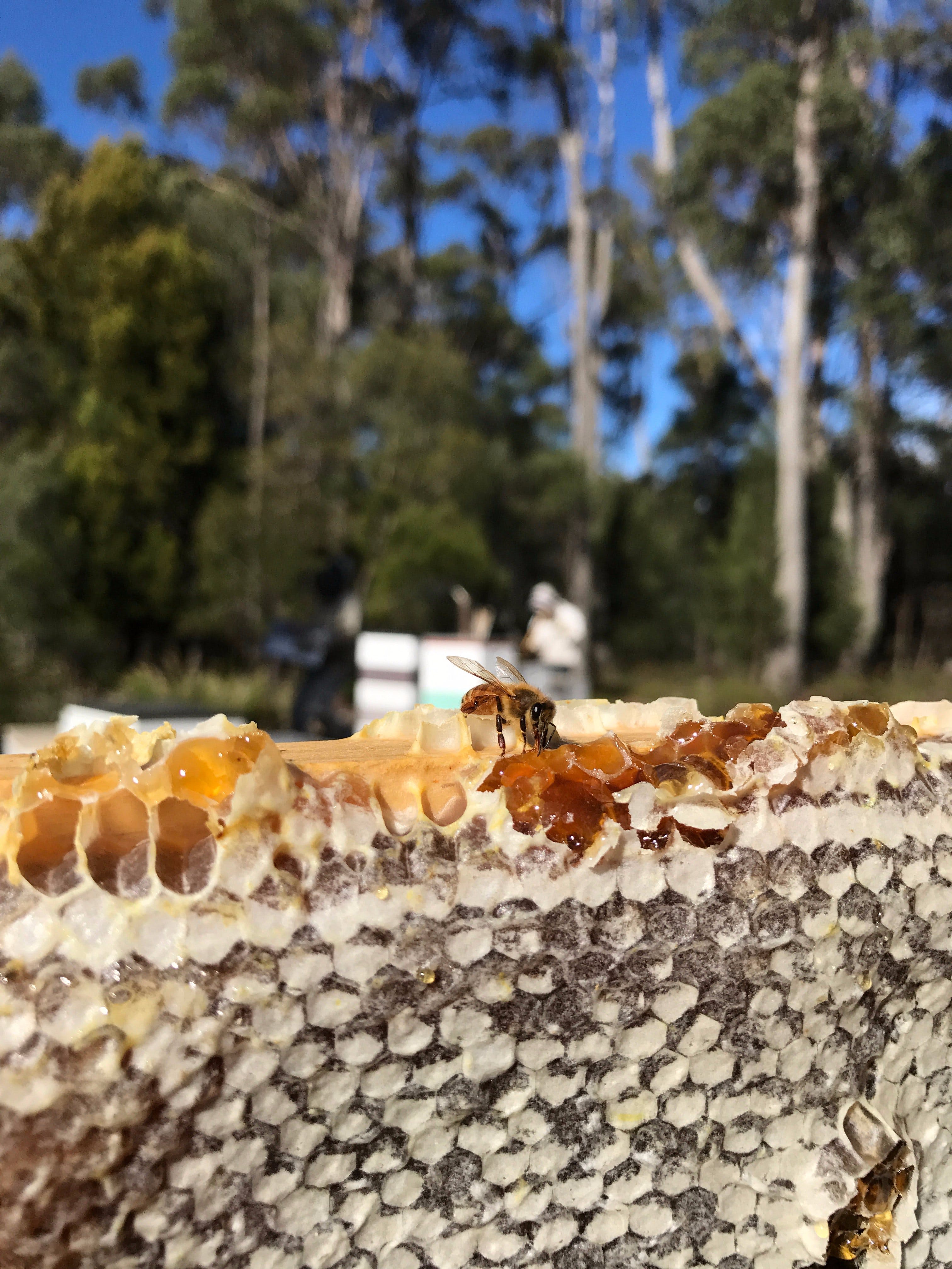 Honey Tasmania - The Beehive - thumb 1