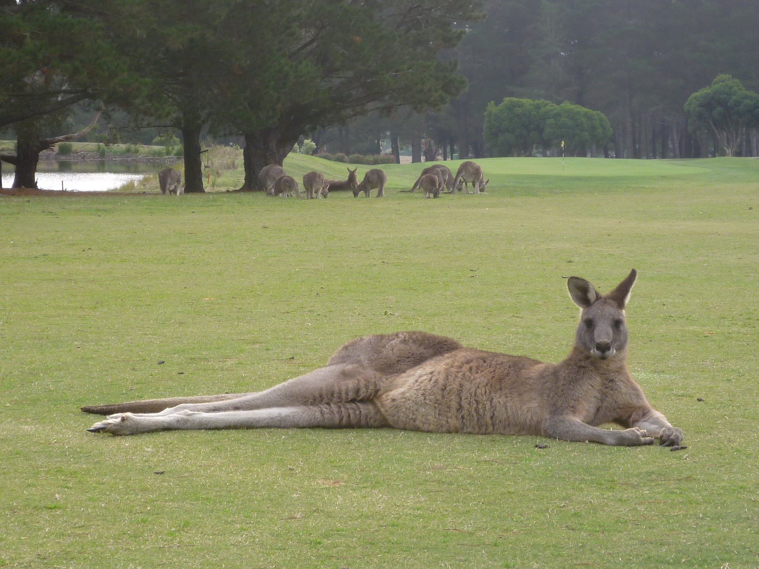 Kangaroo Tours At Gisborne Golf Club Inc - thumb 1