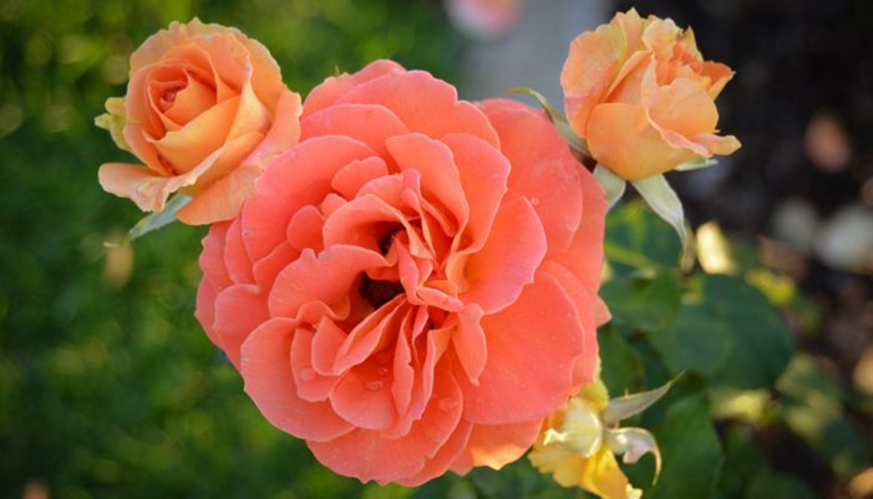 Mornington Botanical Rose Gardens - thumb 1