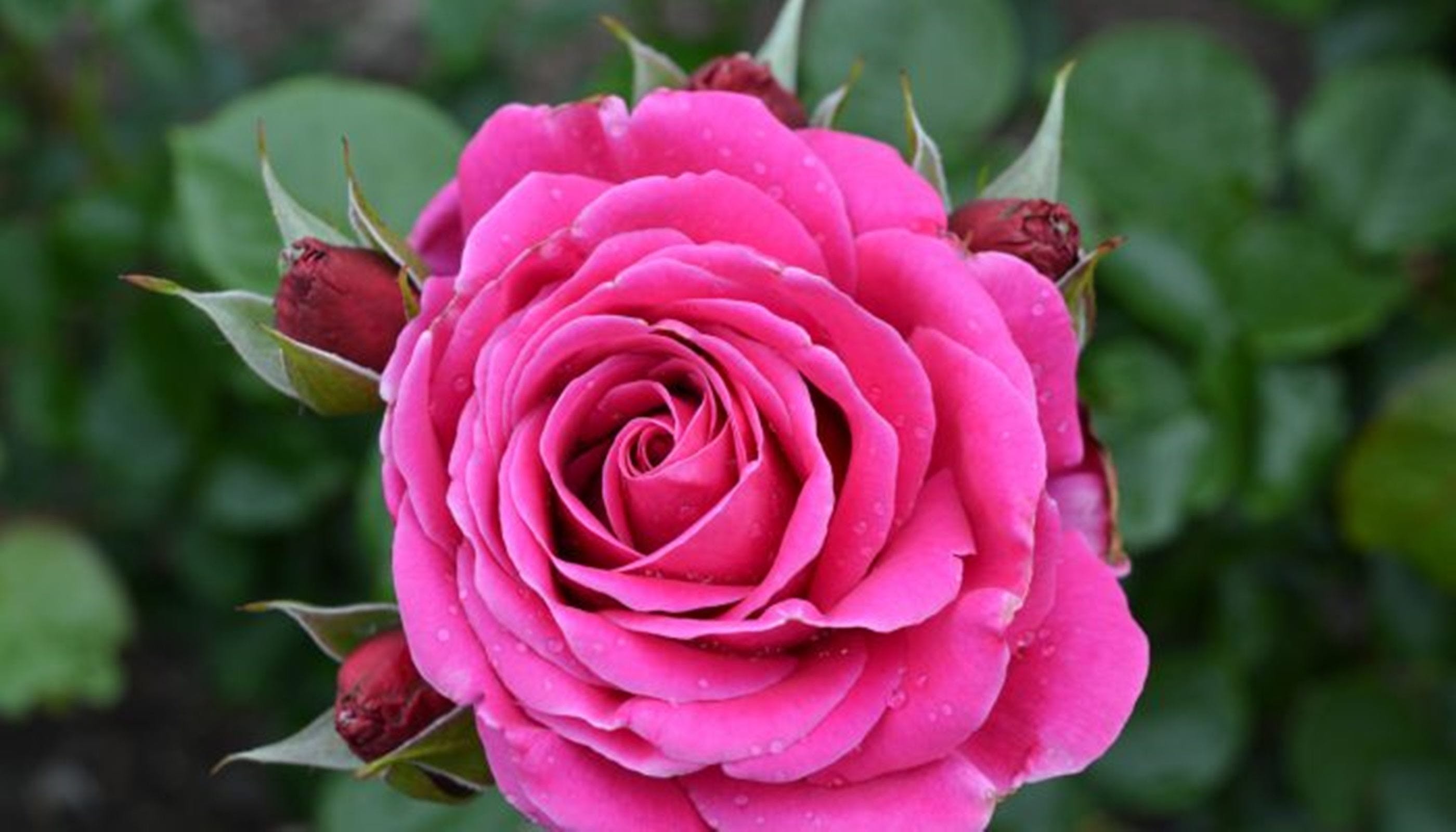 Mornington Botanical Rose Gardens - thumb 2
