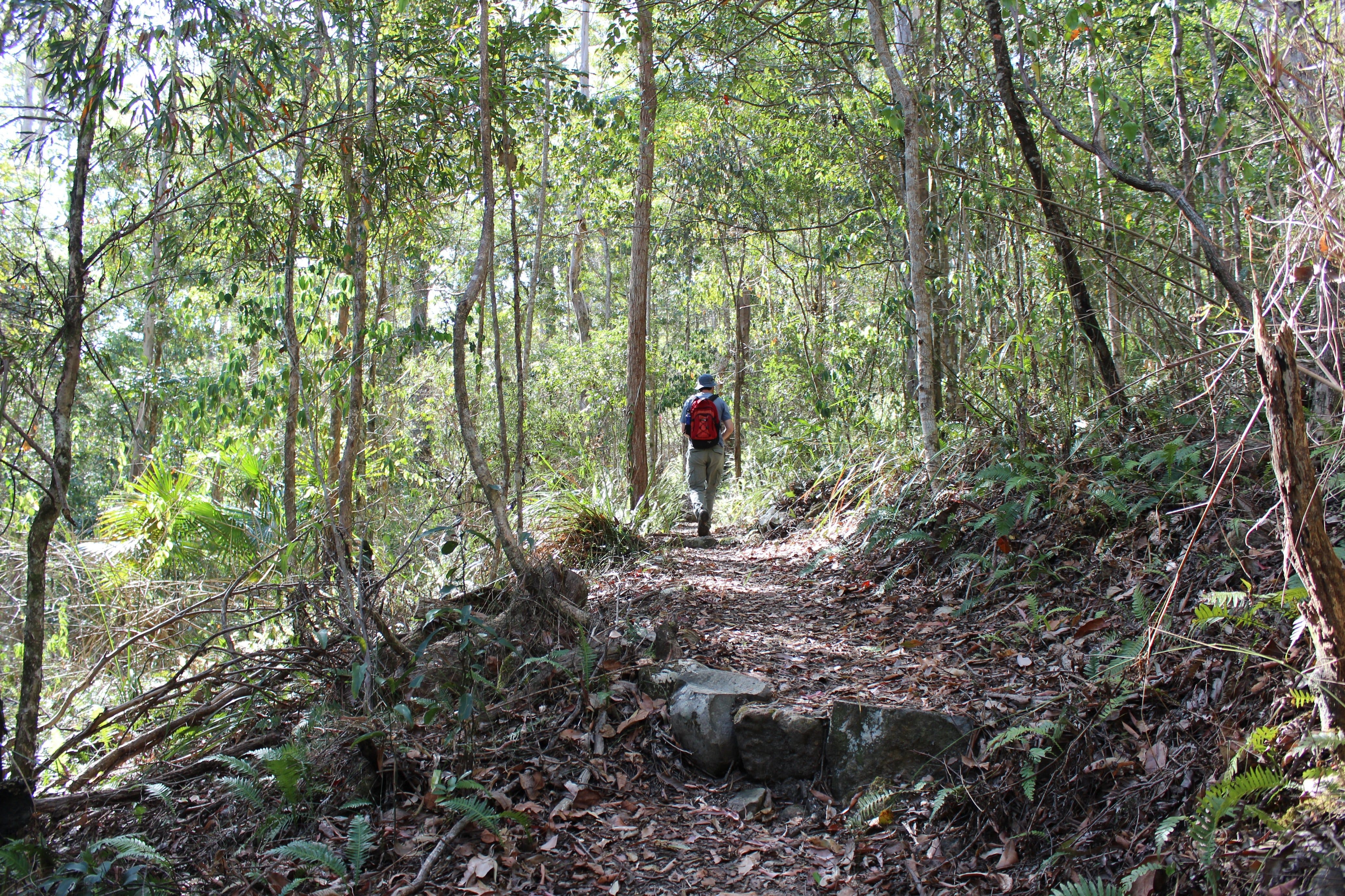 Morelia Walking Track, D'Aguilar National Park - thumb 1