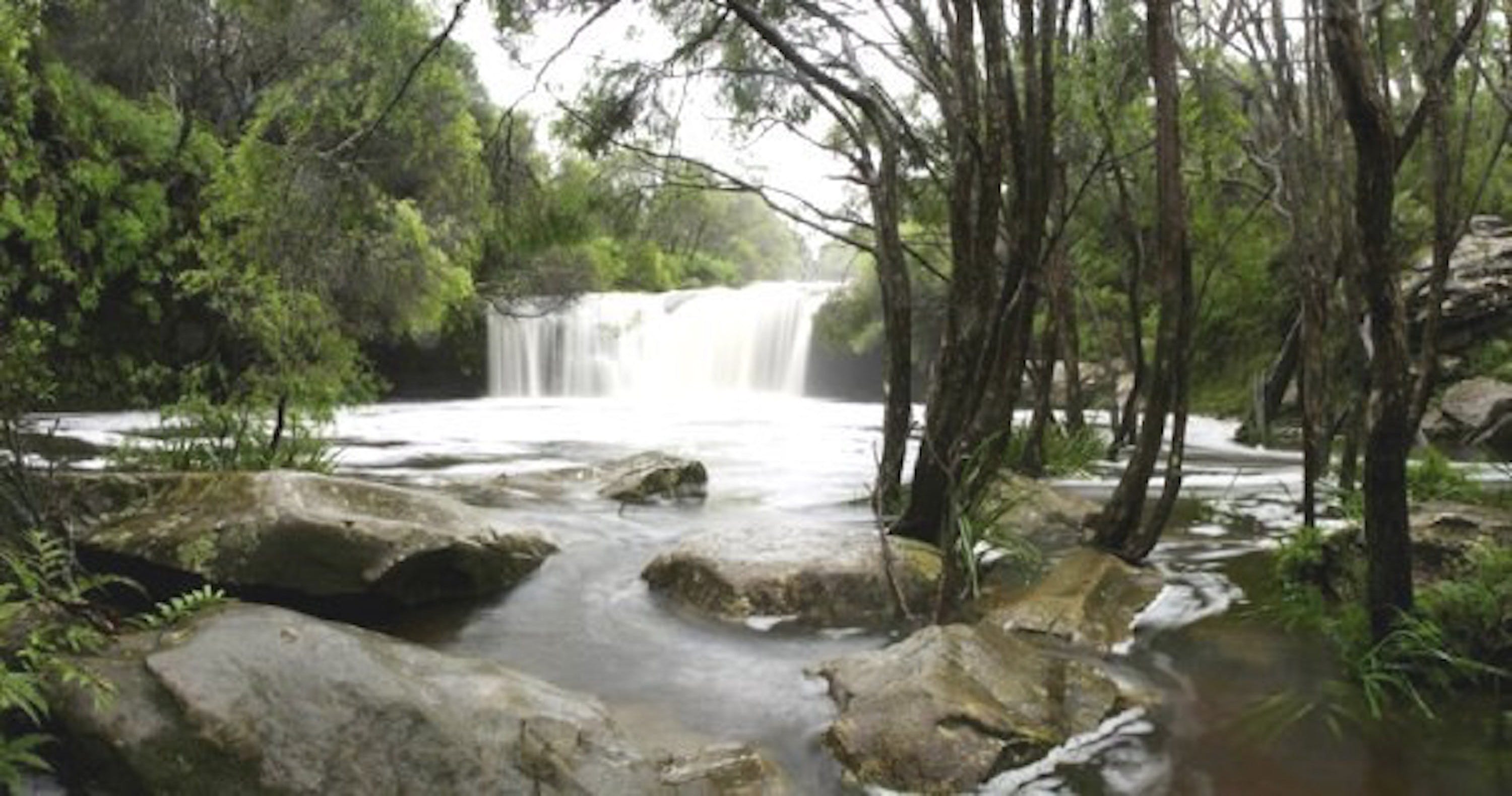 Nellies Glen Carrington Falls - New South Wales Tourism 