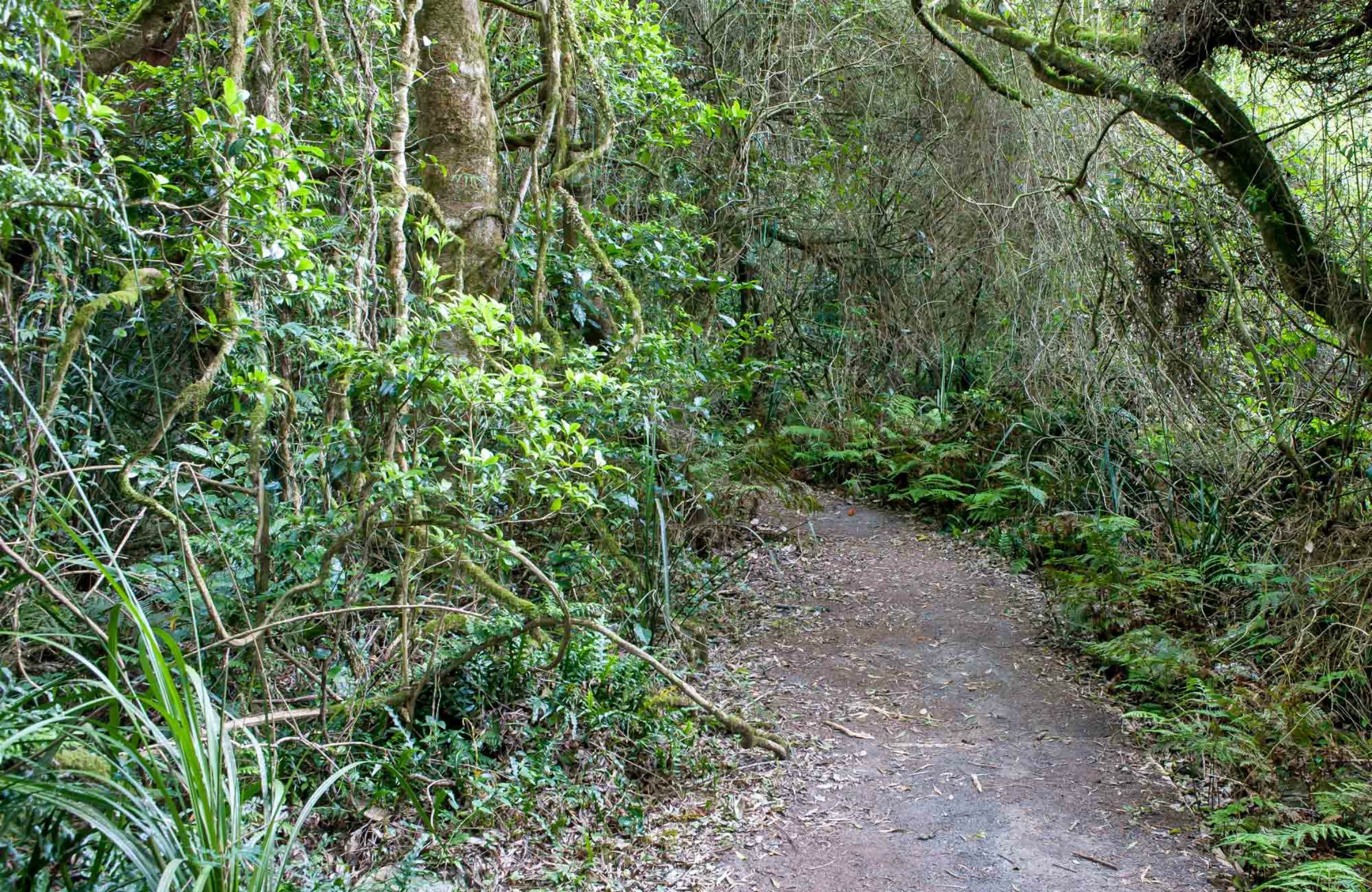 Rainforest Walking Track, Roberston Nature Reserve - thumb 0
