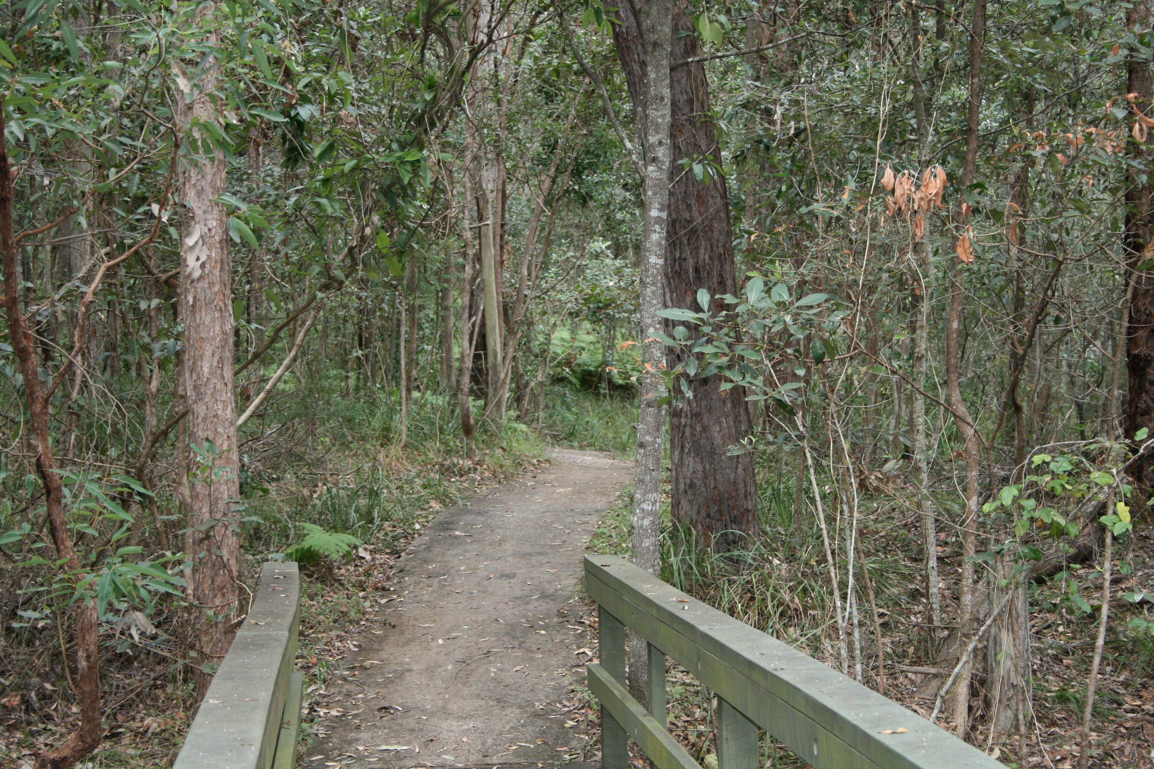 Springwood Conservation Park - Accommodation Sunshine Coast