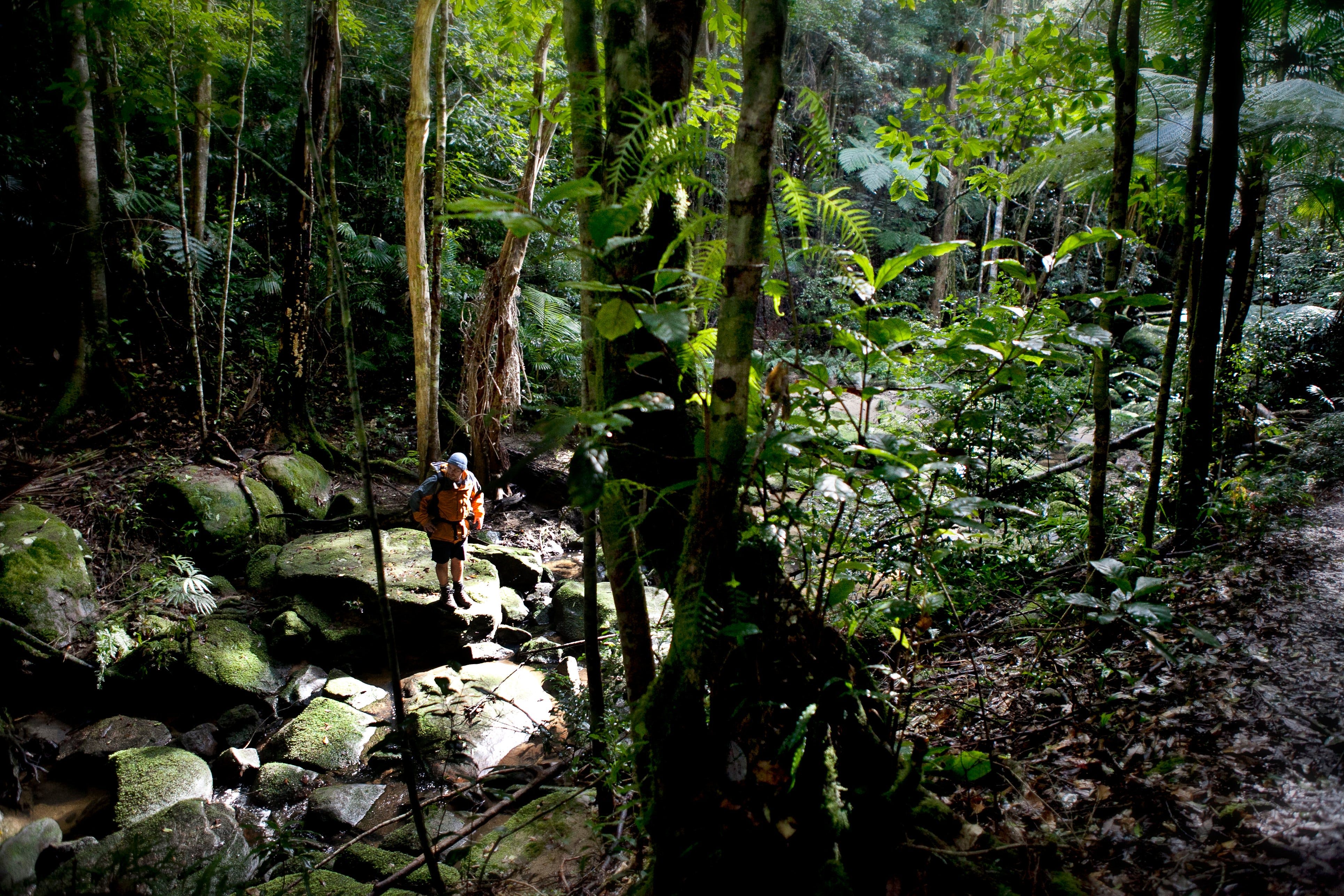 Strickland State Forest - Whitsundays Tourism