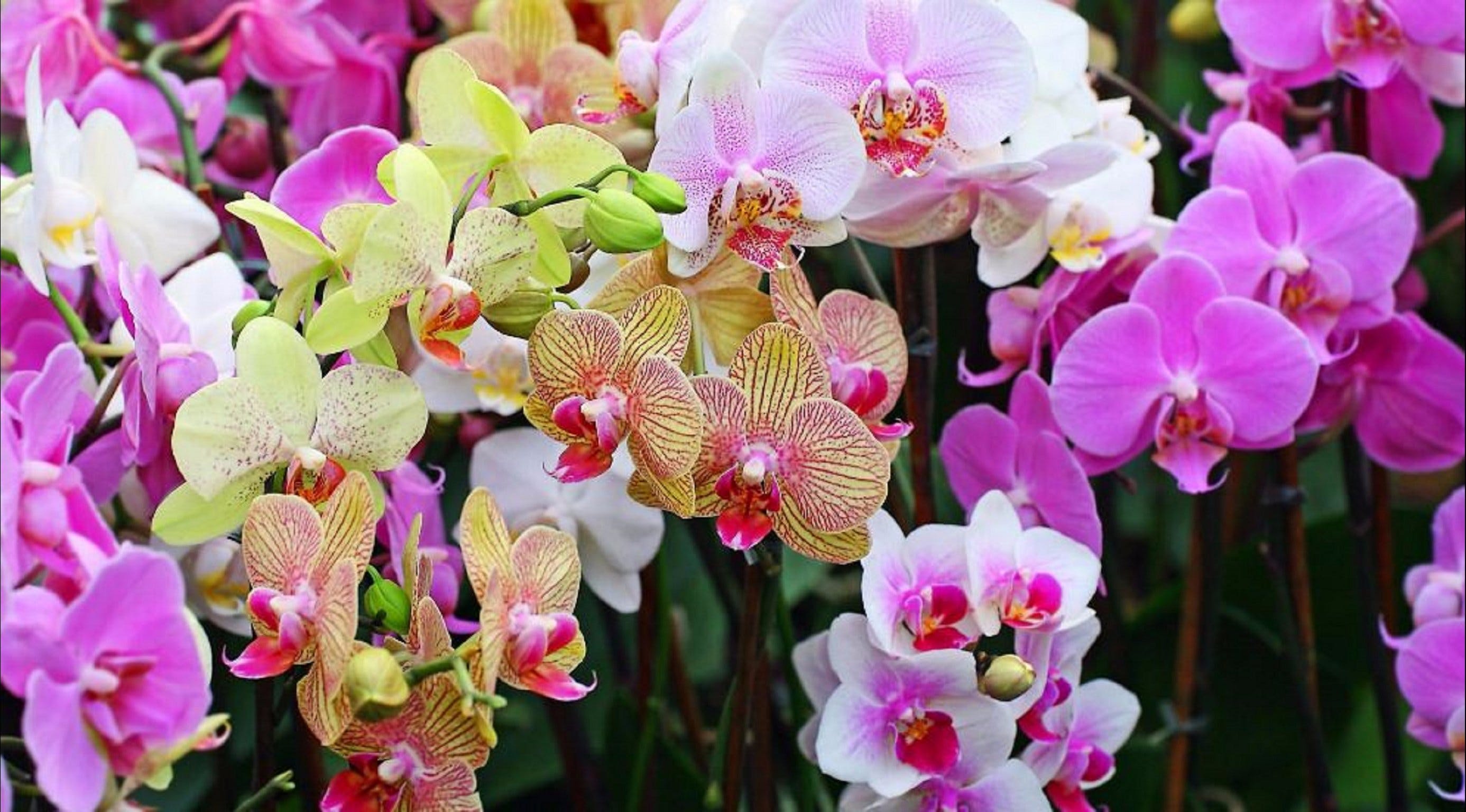 Tinonee Orchid Nursery - thumb 0
