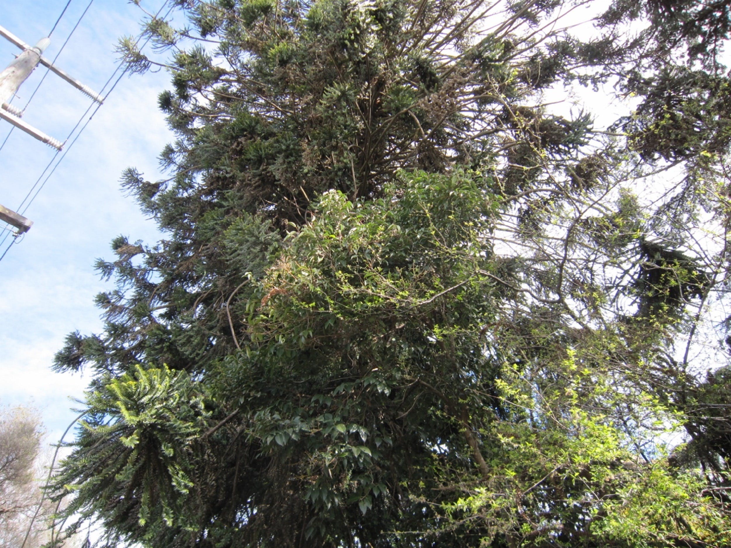 Wangaratta's Significant Trees Walks - thumb 2