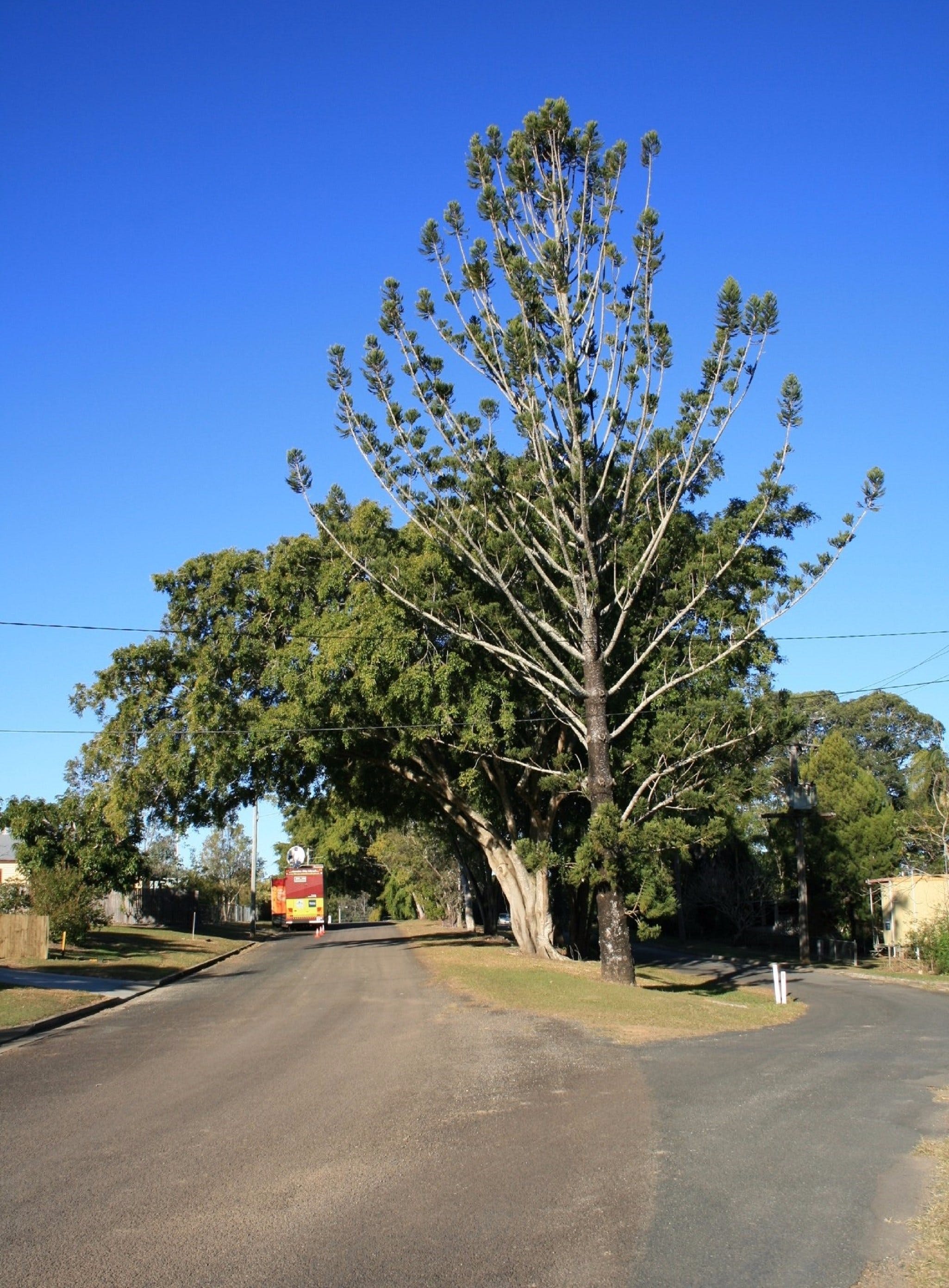 Anzac Avenue Memorial Trees, Beerburrum - thumb 1