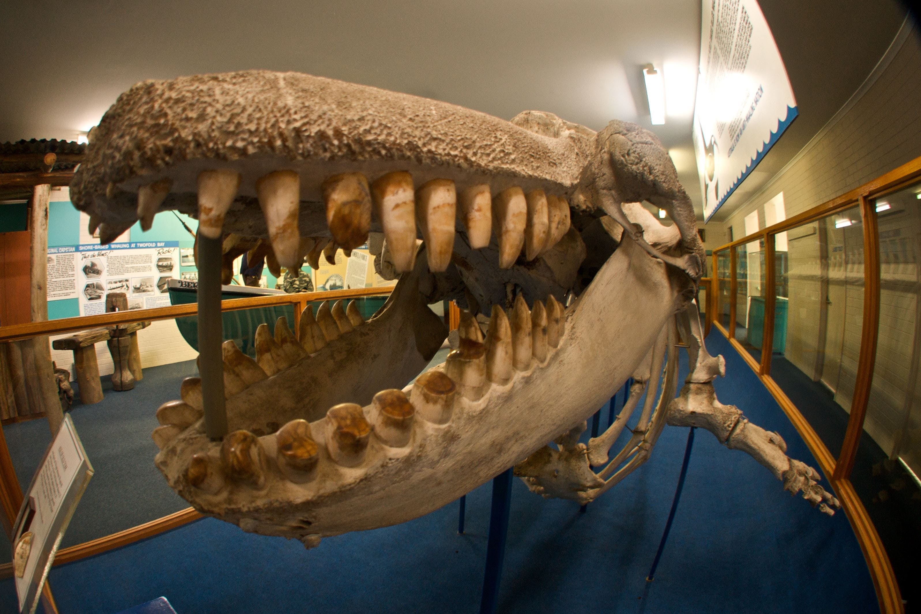 Eden Killer Whale Museum - Redcliffe Tourism