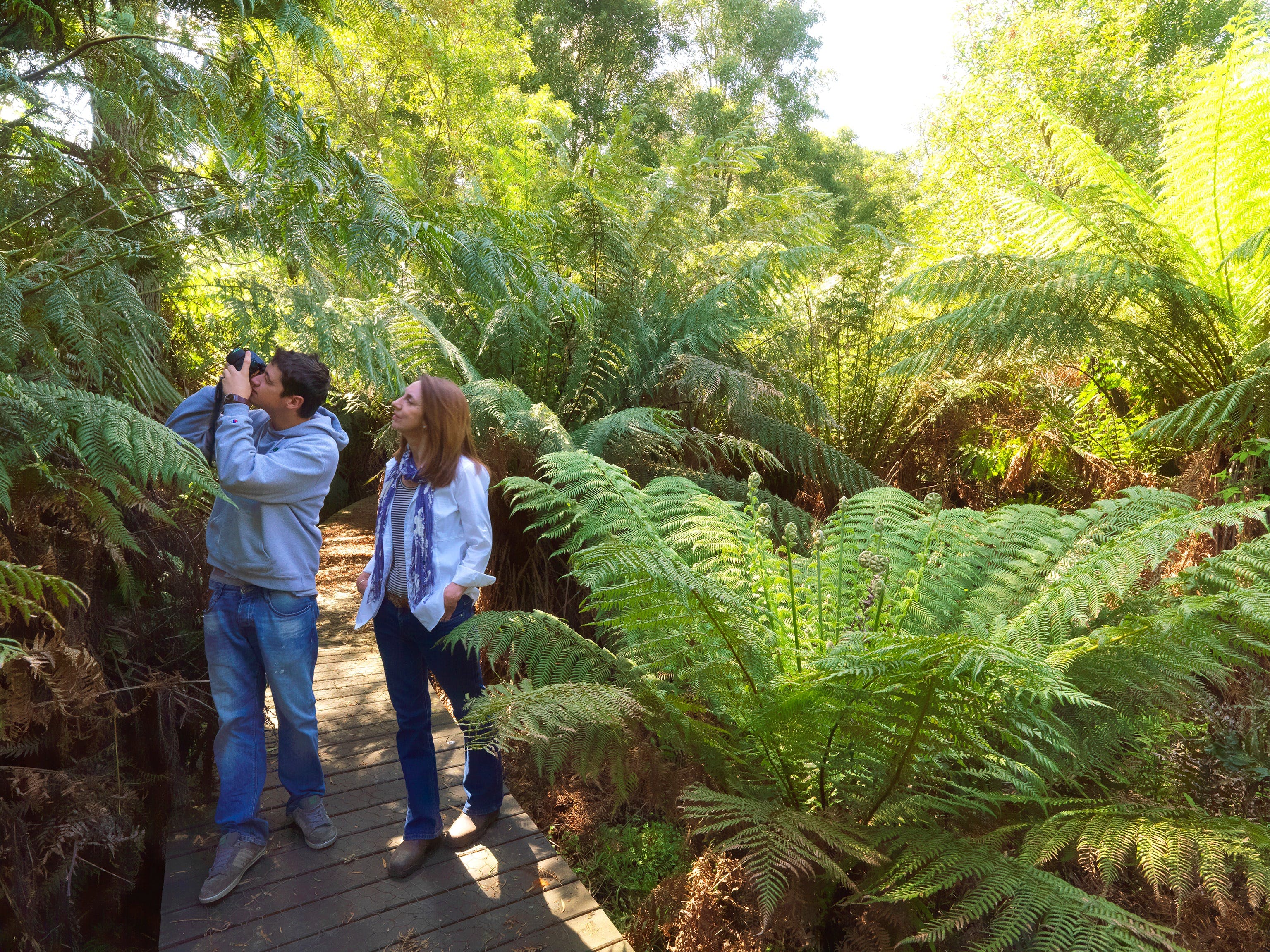 Endeavour Fern Gully Walks - Attractions Melbourne