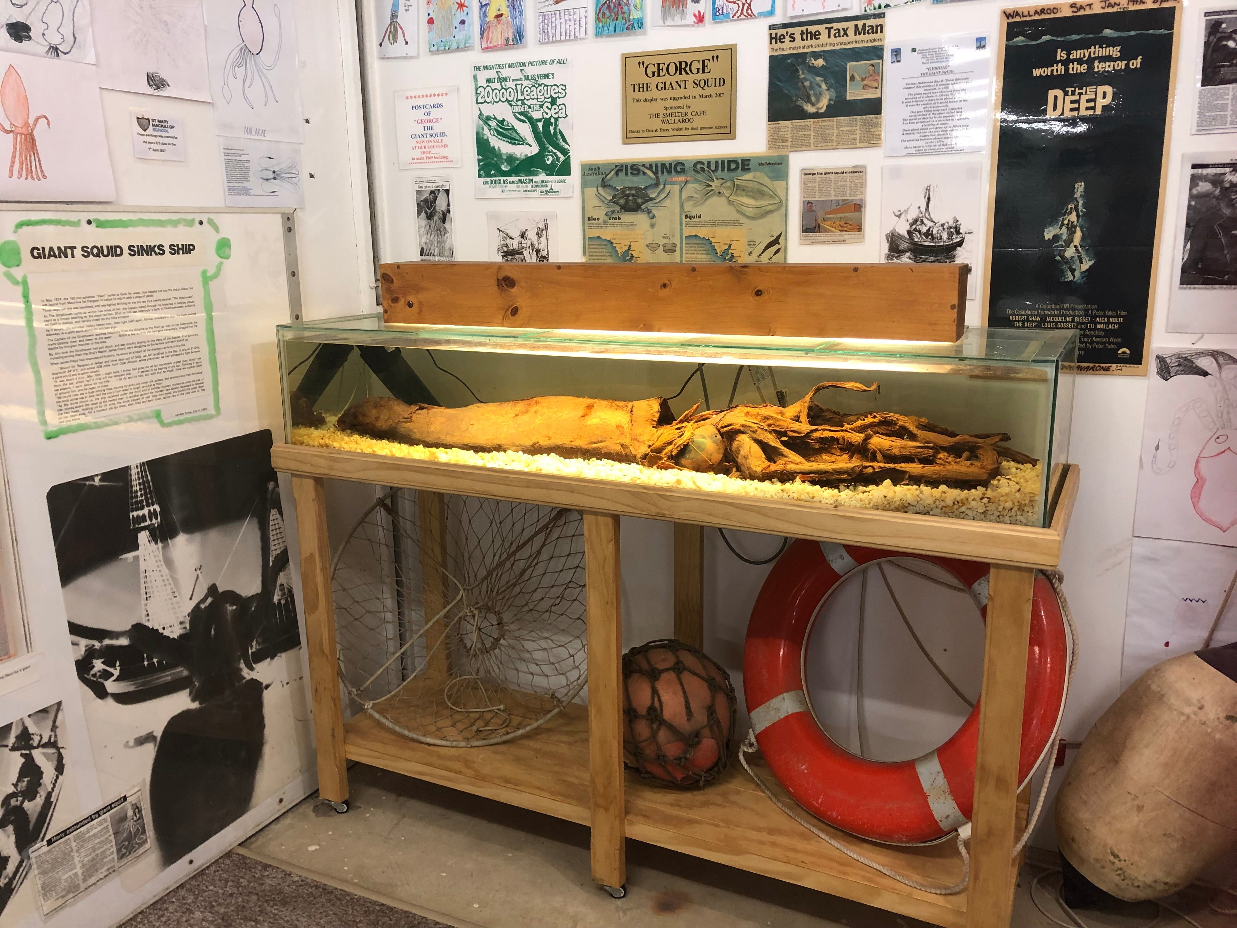 George The Giant Squid Display Wallaroo - Geraldton Accommodation