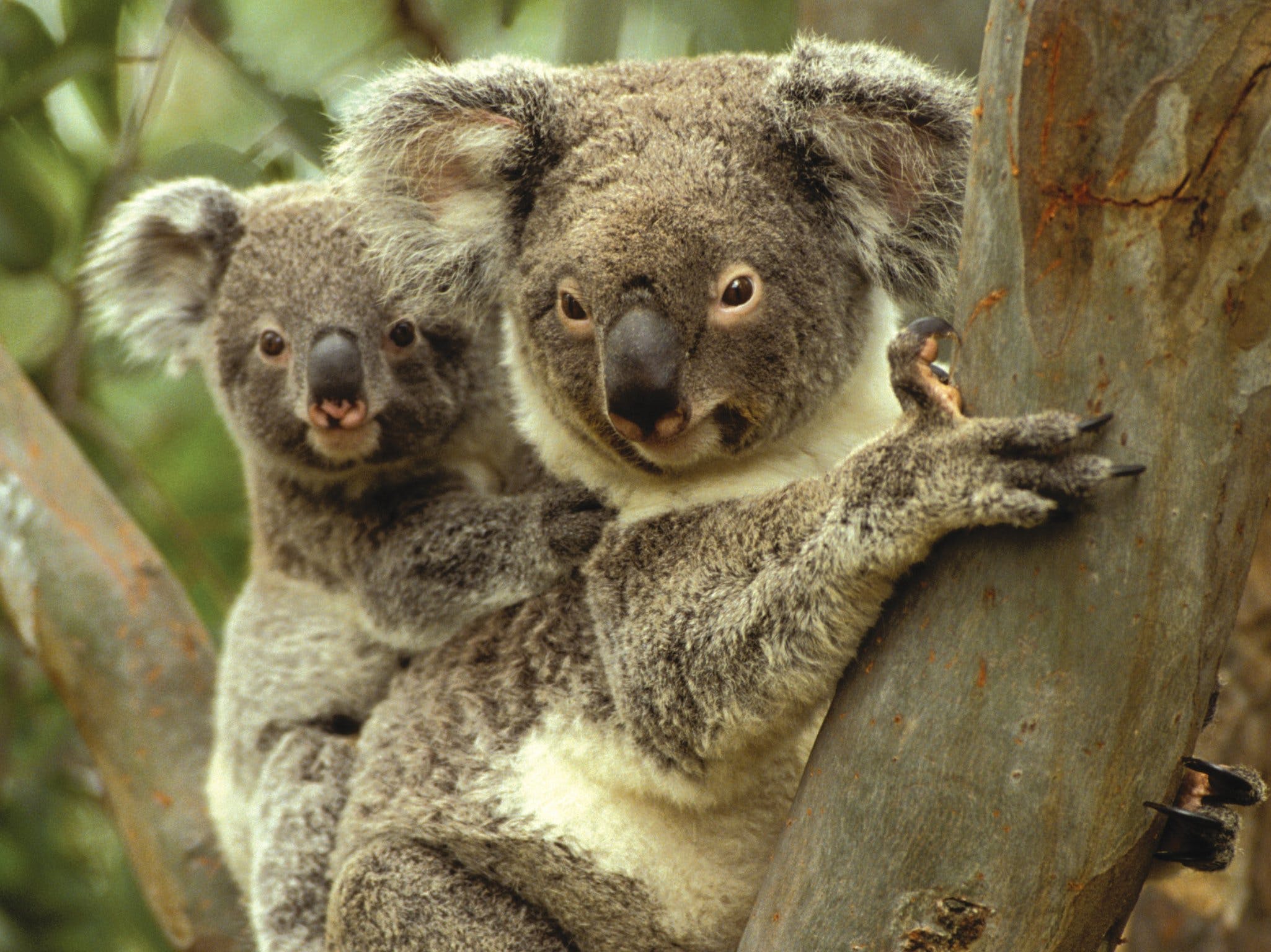 Koalas In Gunnedah - thumb 0