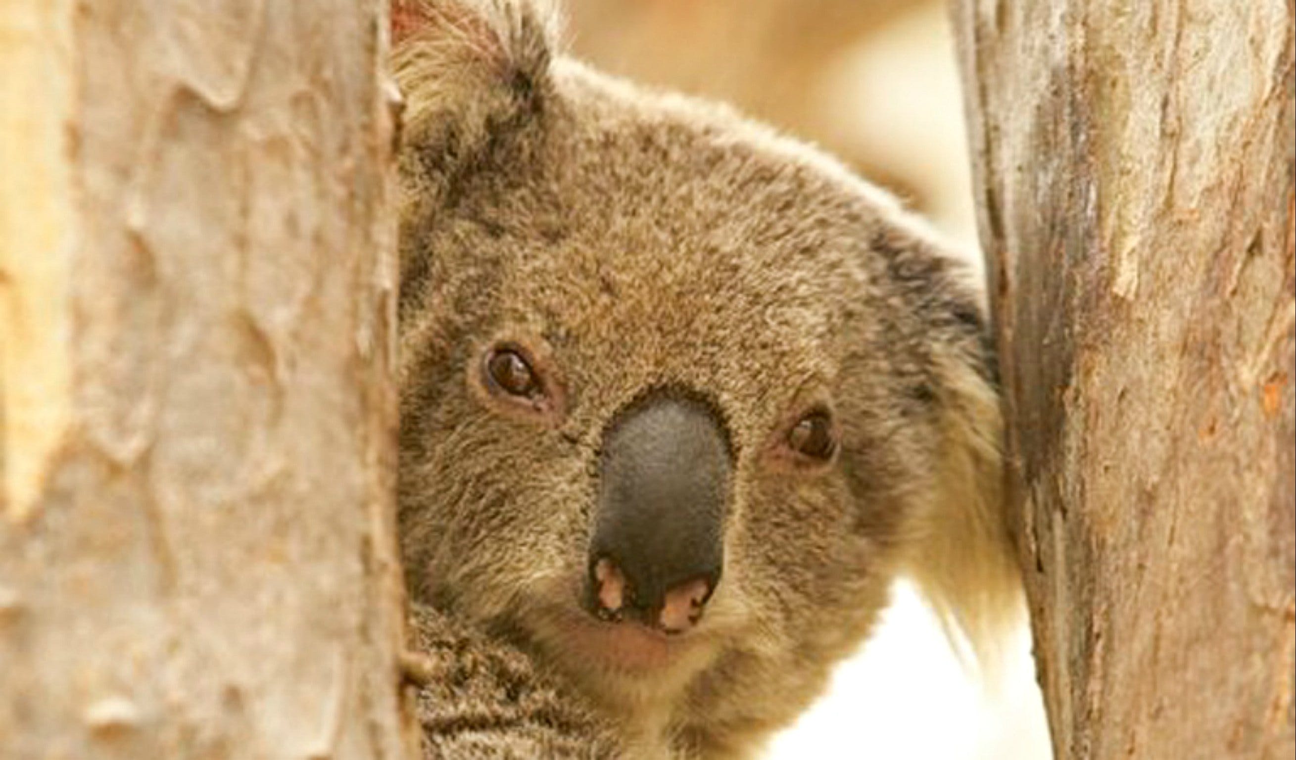 Koala Reserve - thumb 0