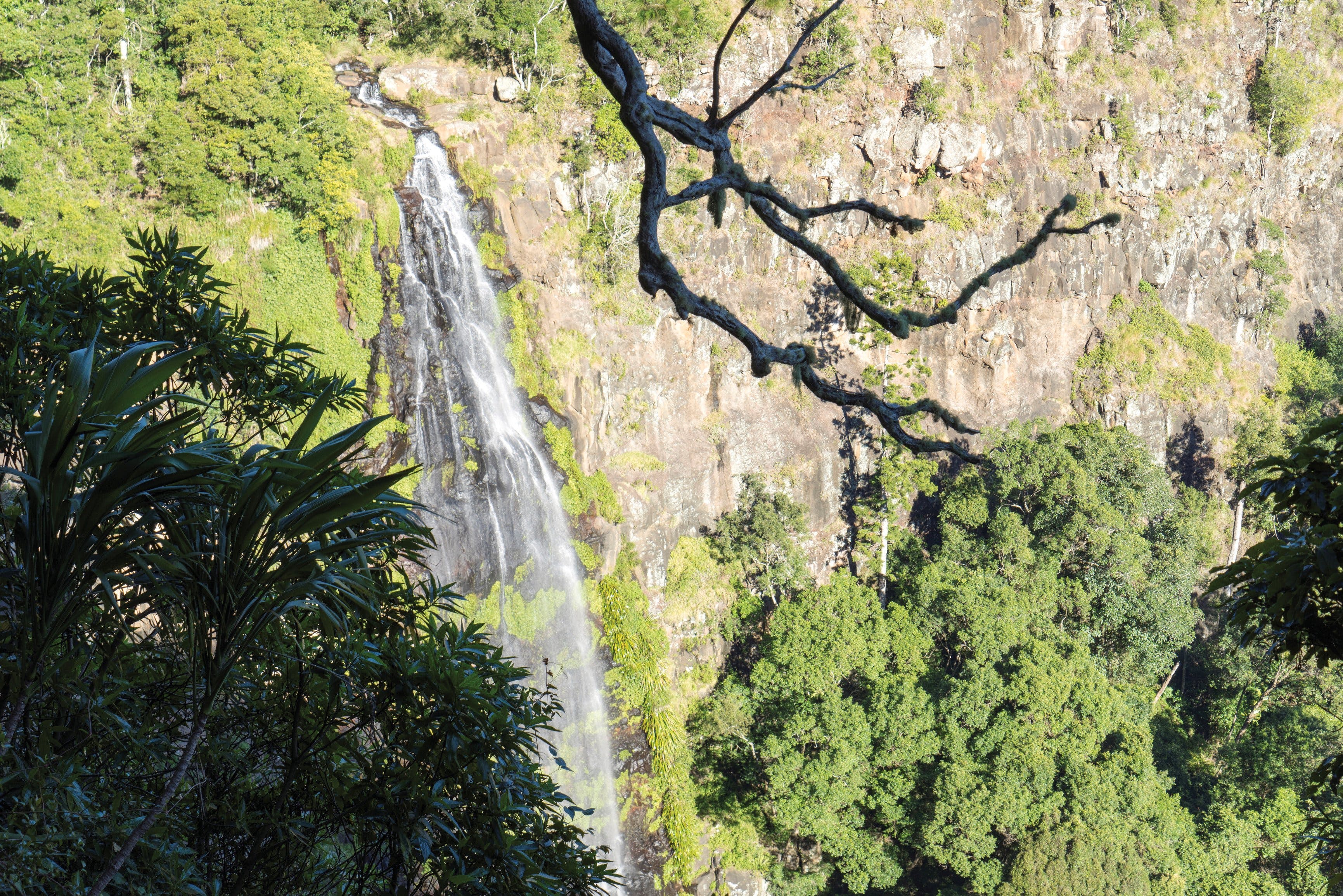 Morans Falls track Lamington National Park - Tourism Cairns
