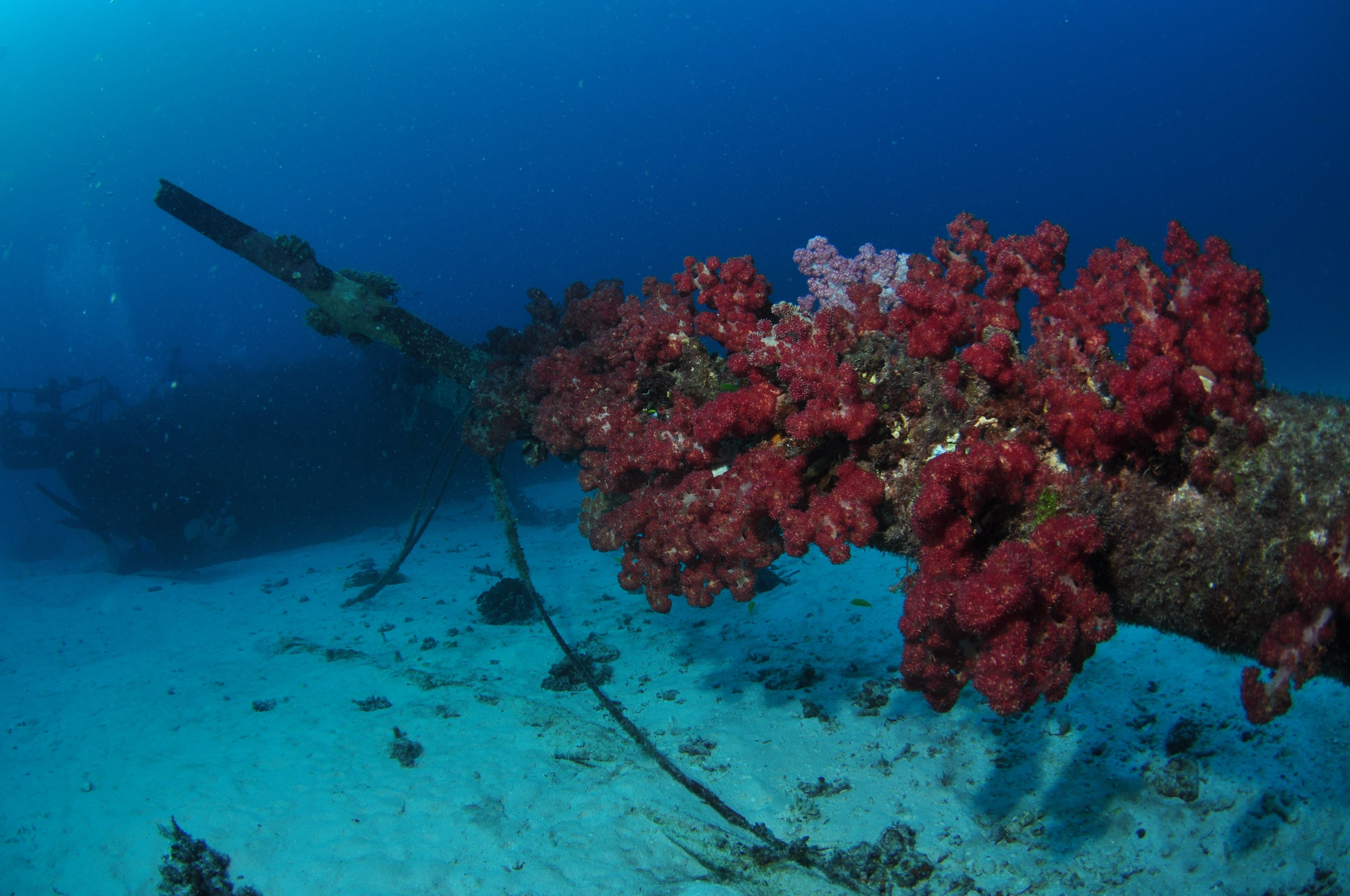Severance Shipwreck Dive Site - thumb 2