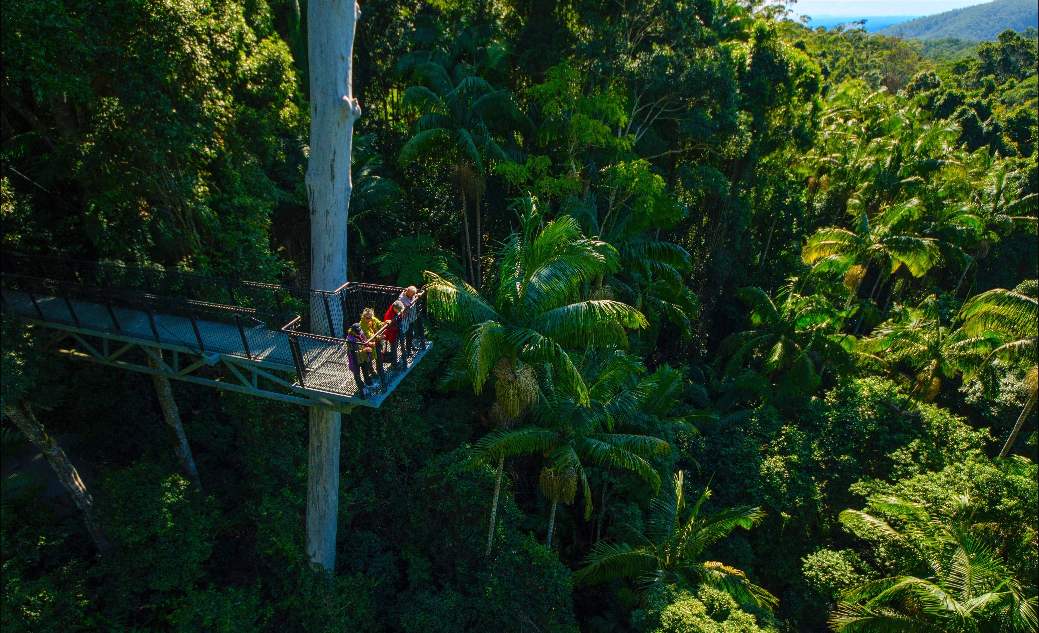 Tamborine Rainforest Skywalk - thumb 0