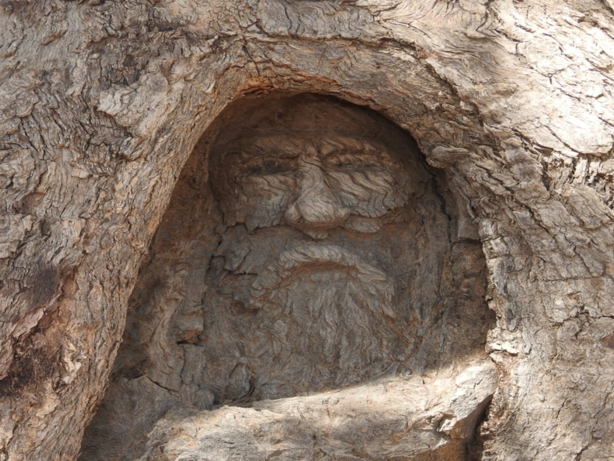 The Face Tree near Burke and Wills Dig Tree - Attractions Melbourne