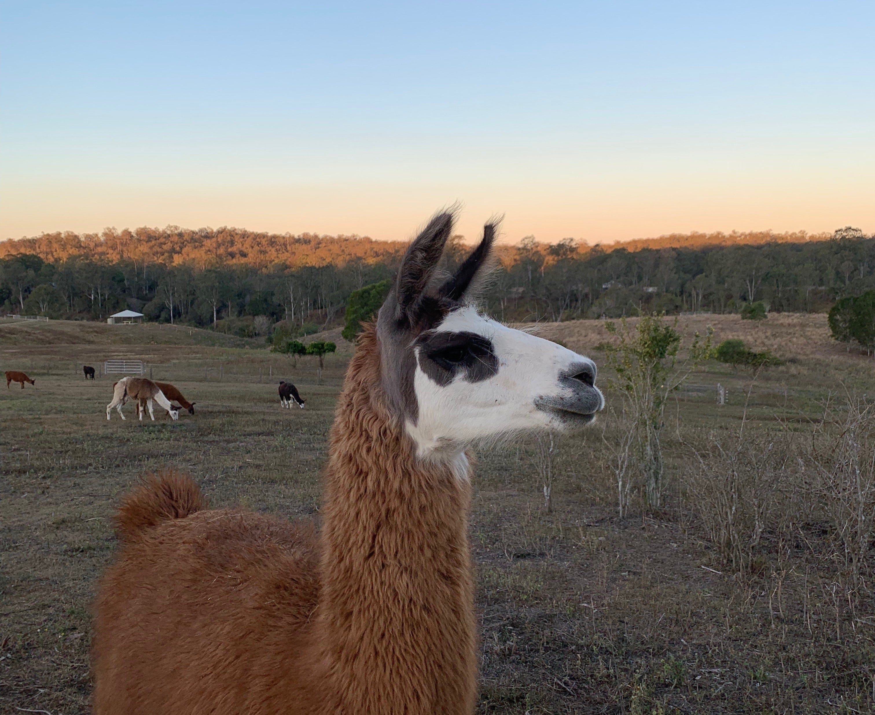 The Llama Farm - Accommodation Brisbane