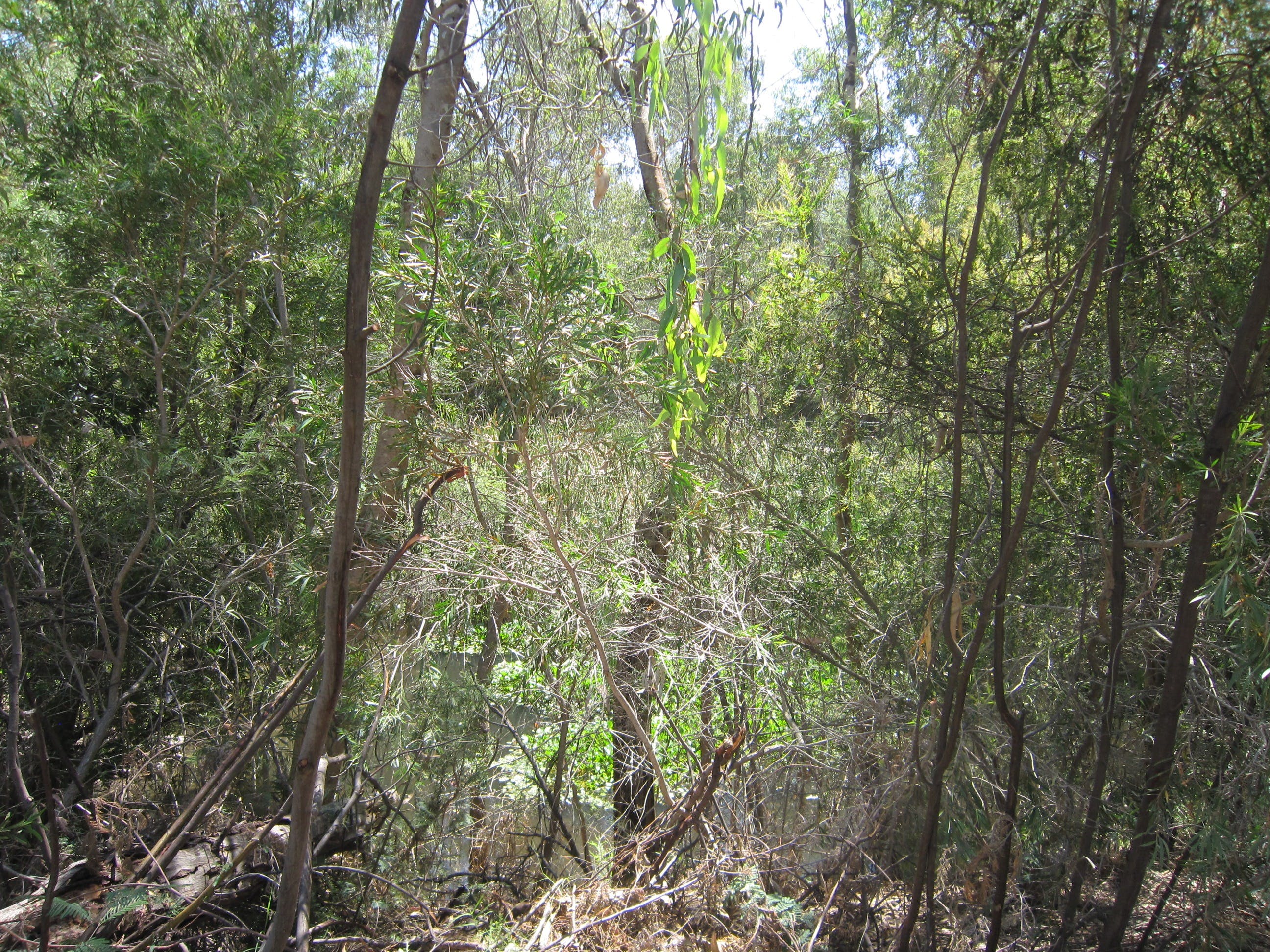 Wangaratta Common Nature Conservation Reserve - thumb 0