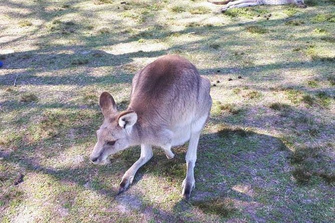 Private Blue Mountains Tour With Kangaroo And Koala Experience - thumb 5