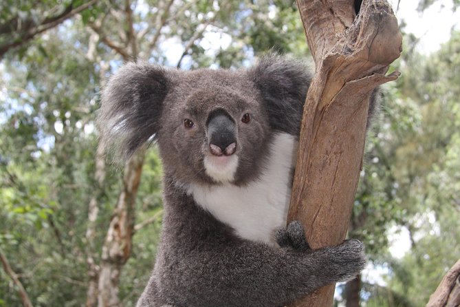 Private Blue Mountains Tour With Kangaroo And Koala Experience - thumb 4