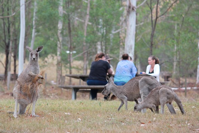 Blue Mountains Number 1 Day Tour Includes Popular Breakfast In The Aussie Bush - thumb 15