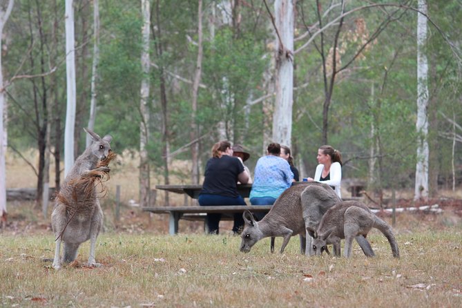 Blue Mountains number 1 Day Tour includes popular breakfast in the Aussie bush - Accommodation Port Macquarie